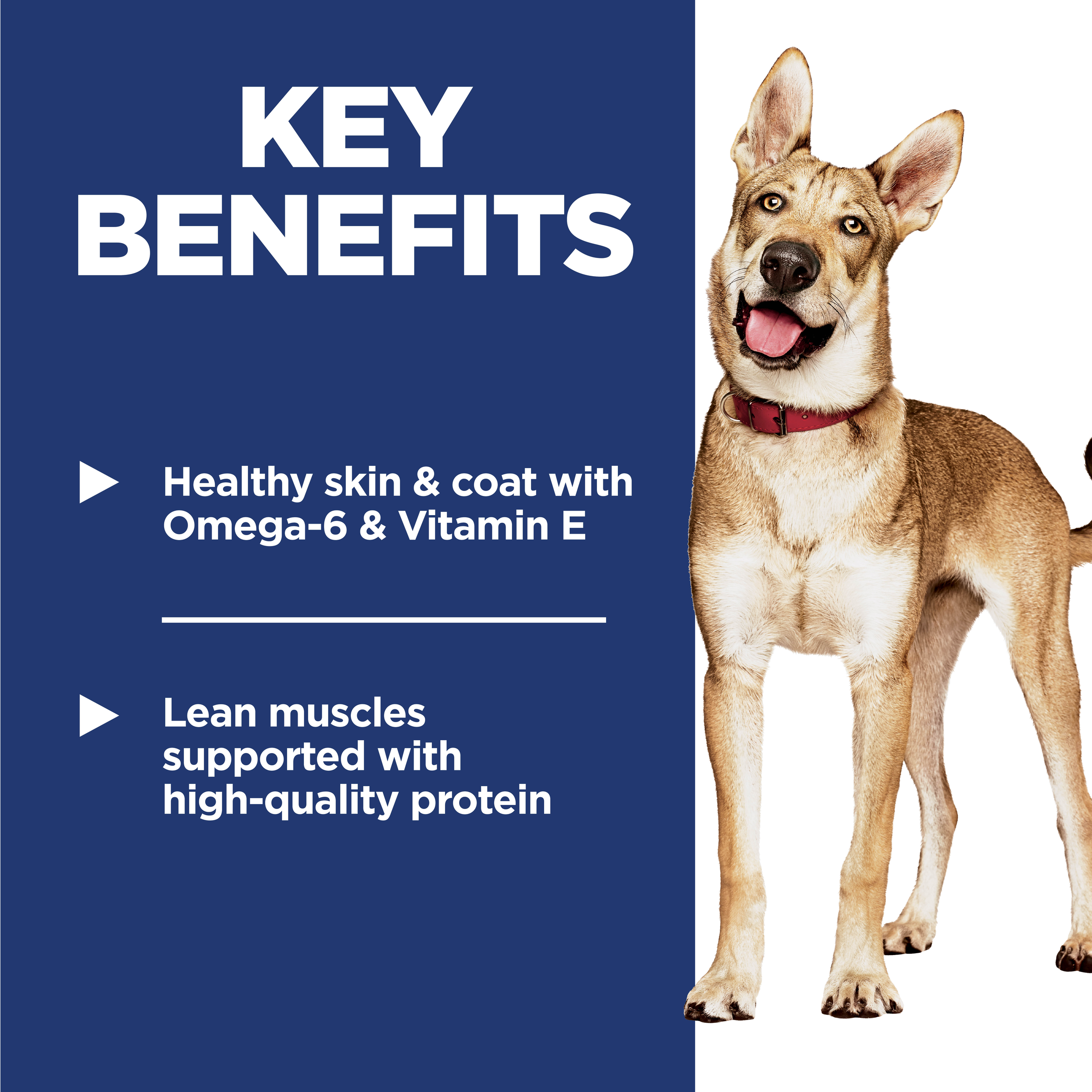 Key benefits panel for Hill's Science Diet Adult dog food: healthy skin and coat and lean muscles