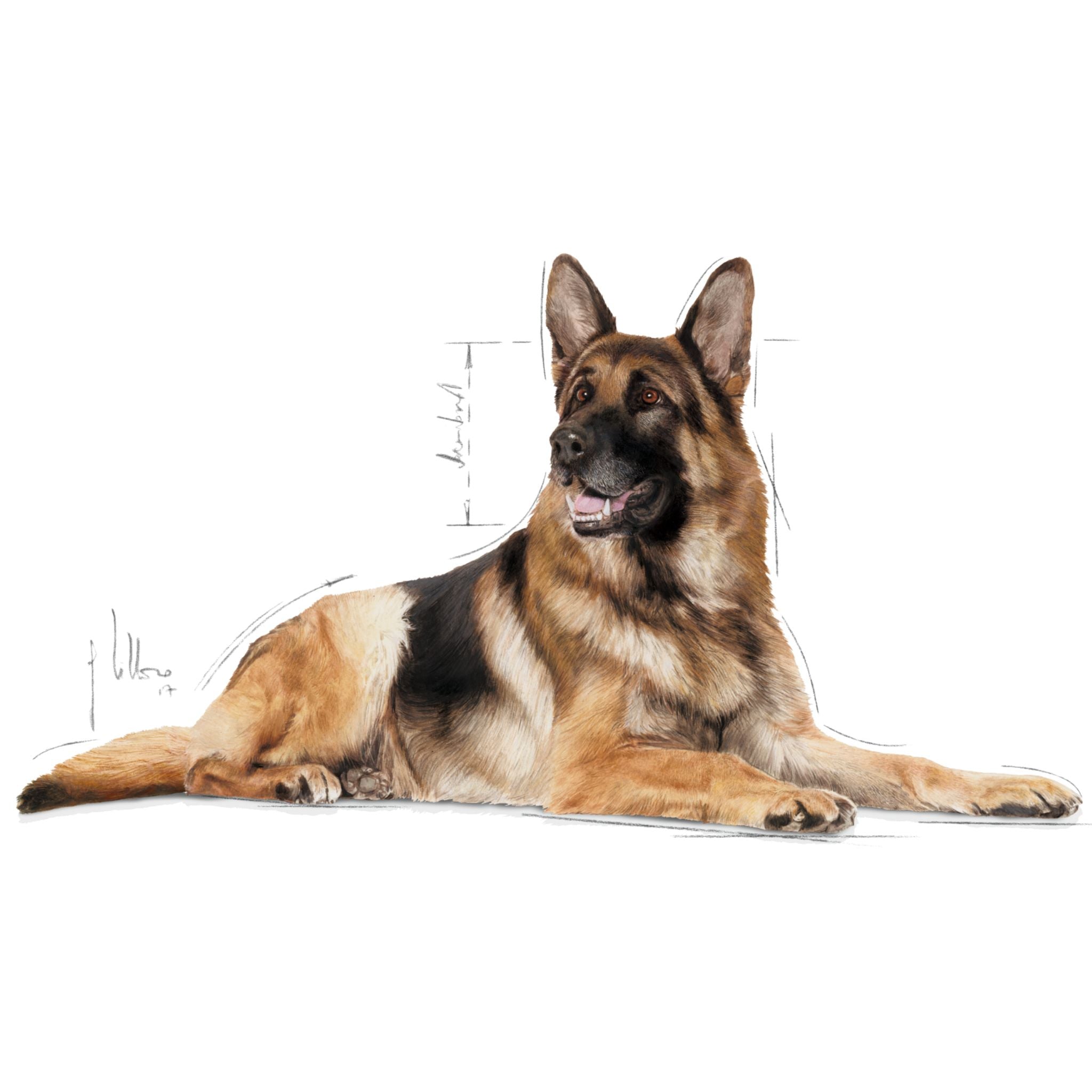 Royal Canin Maxi Ageing 8+