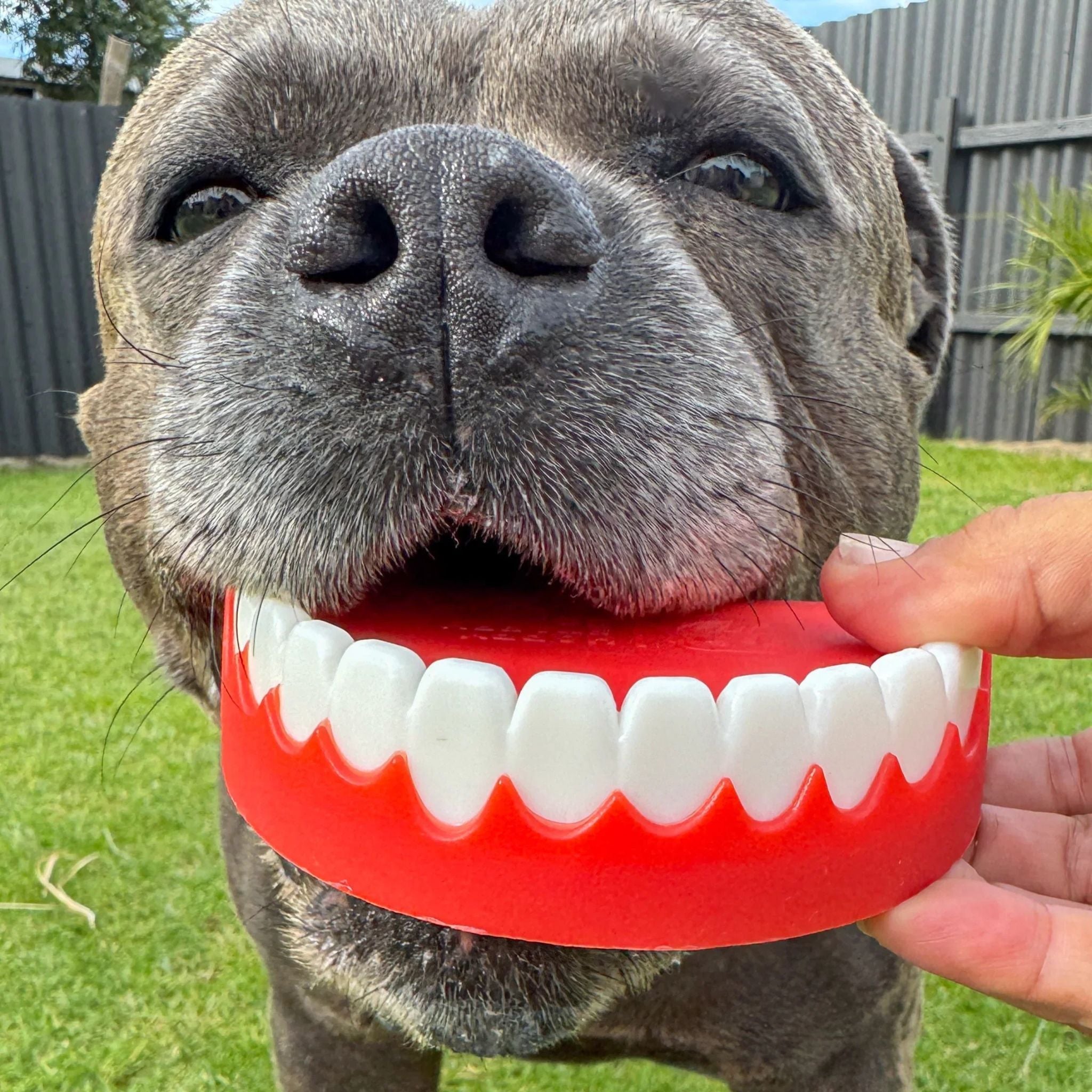 Happy Staffy Co Chatter Chompers Dog Toy