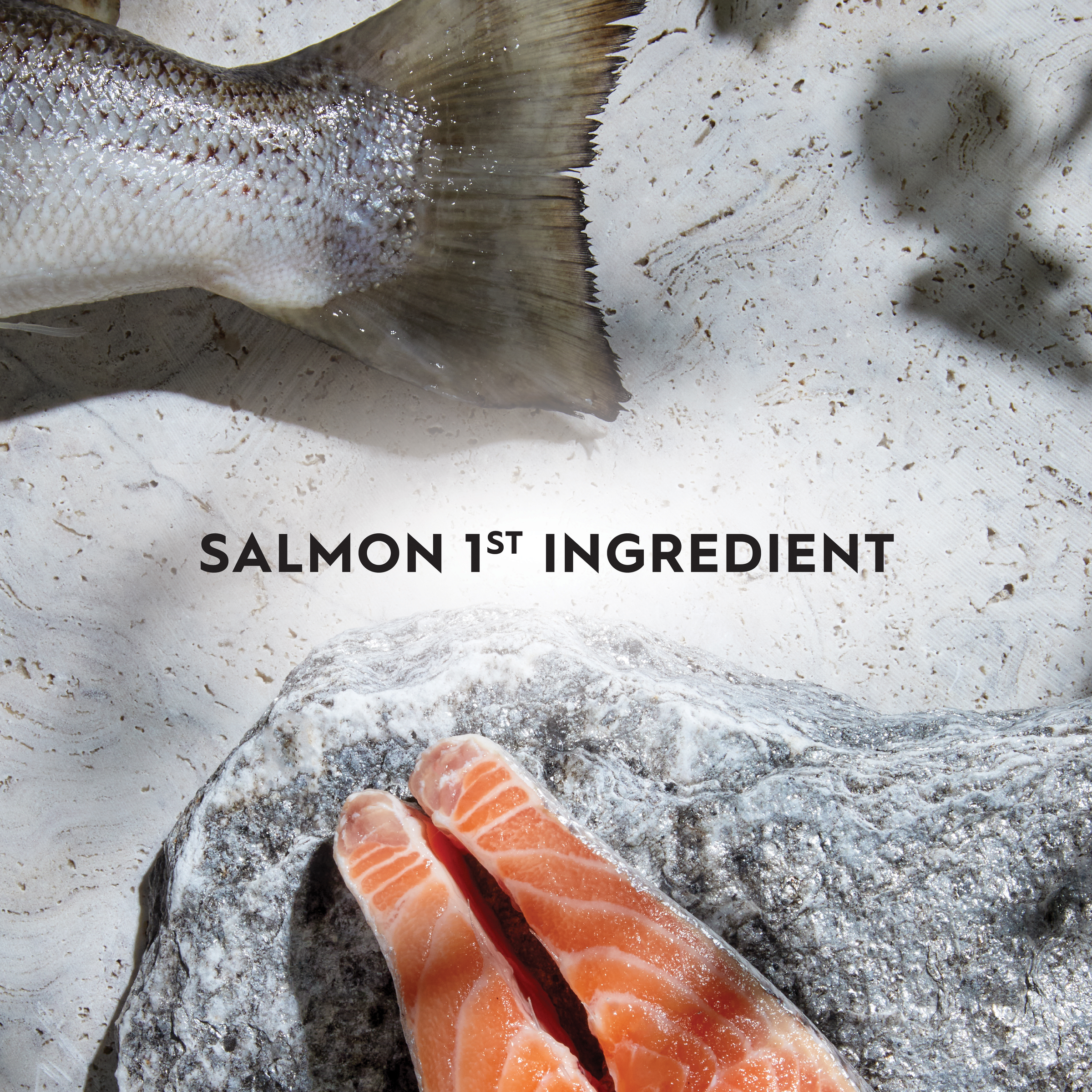 Trilogy Dry Adult Cat Food Australian Salmon + Freeze Dried Lamb product detail 3