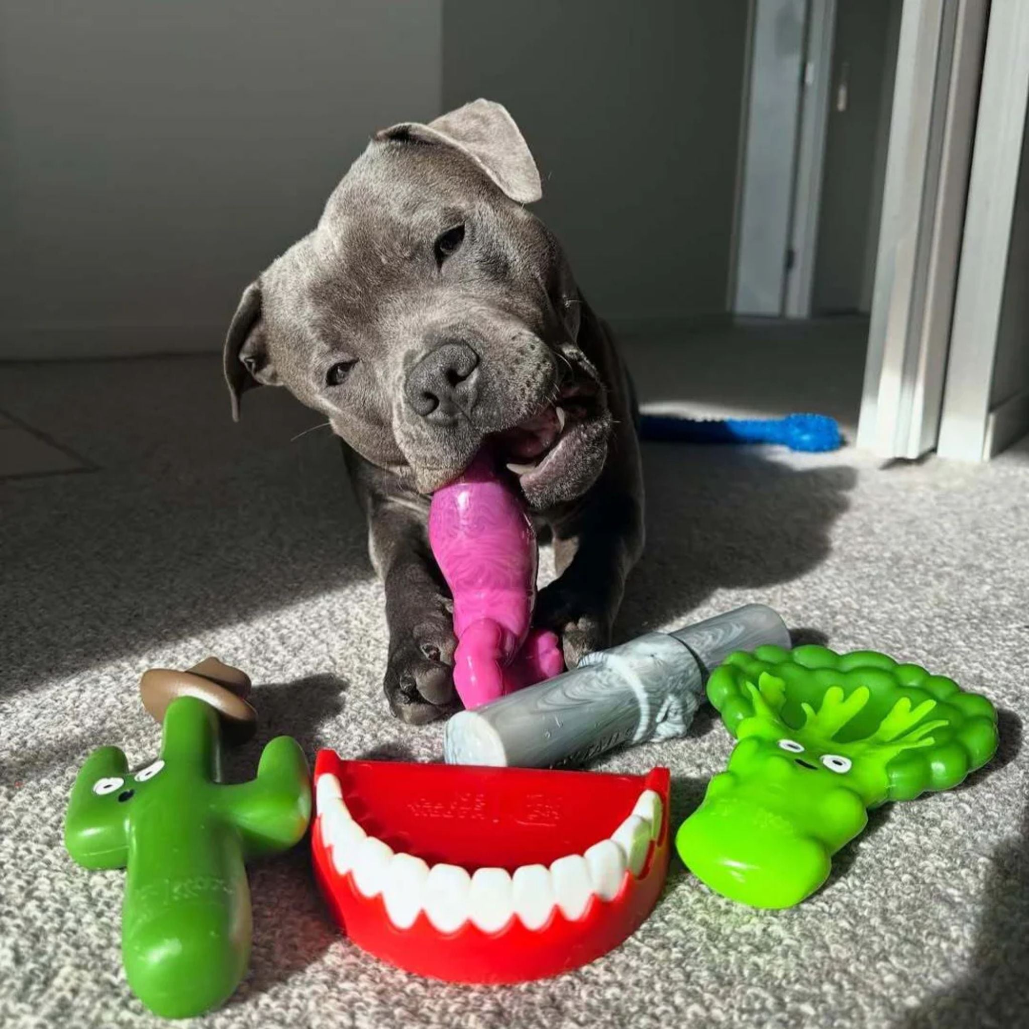Happy Staffy Co Chatter Chompers Dog Toy