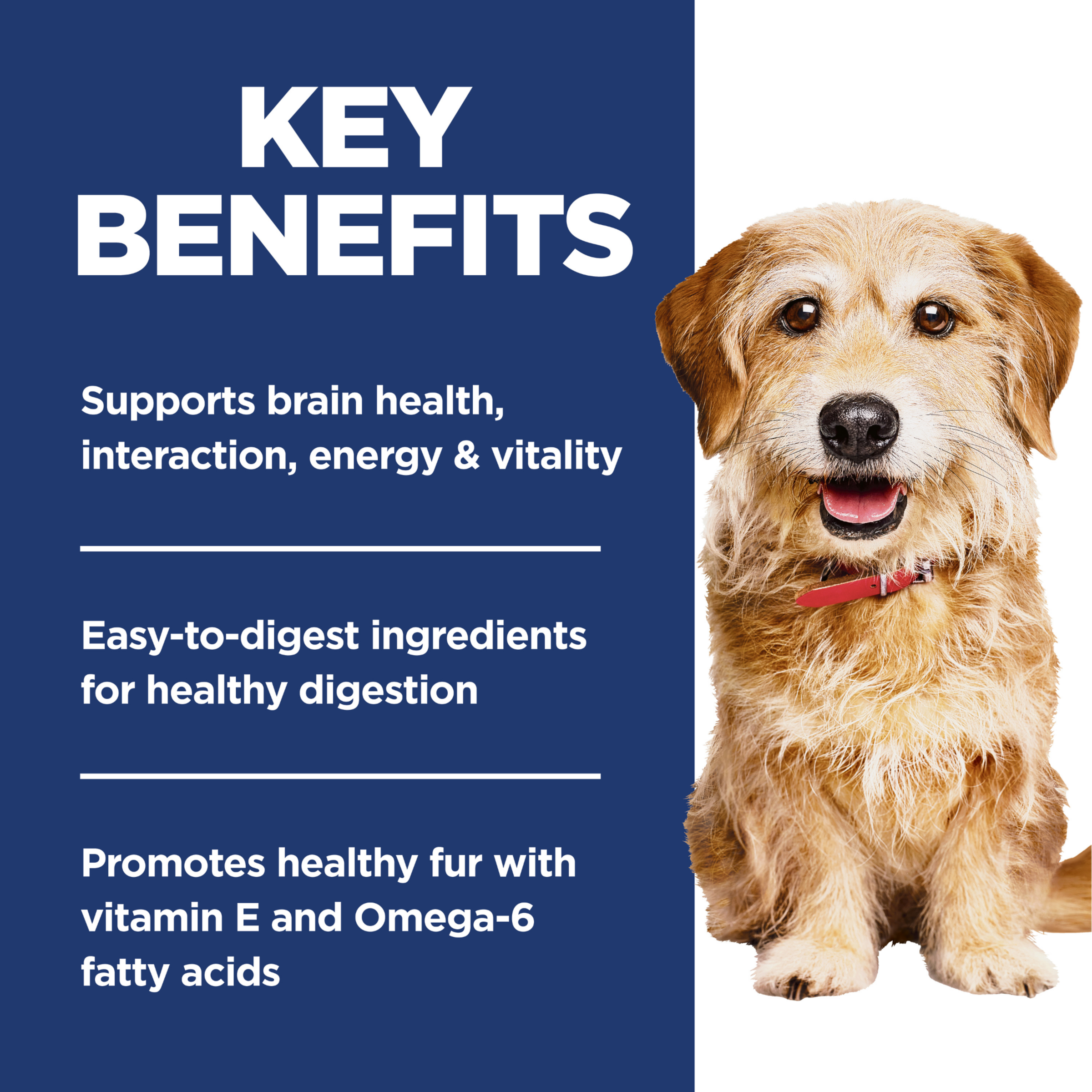Key benefits panel for Hill's Senior Vitality: brain health, energy, digestion and healthy fur