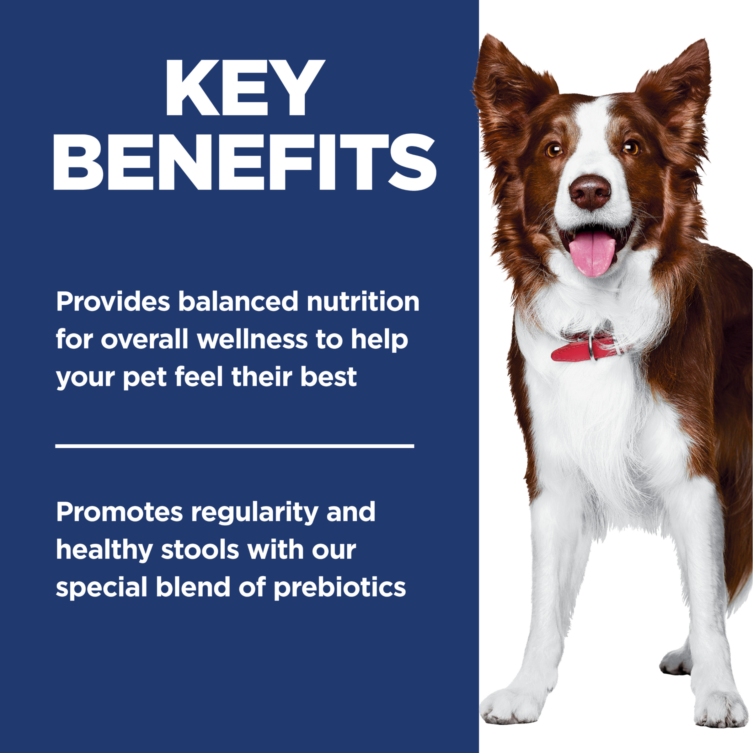 Key benefits panel: balanced nutrition and a prebiotic blend for regularity and healthy stools in dogs