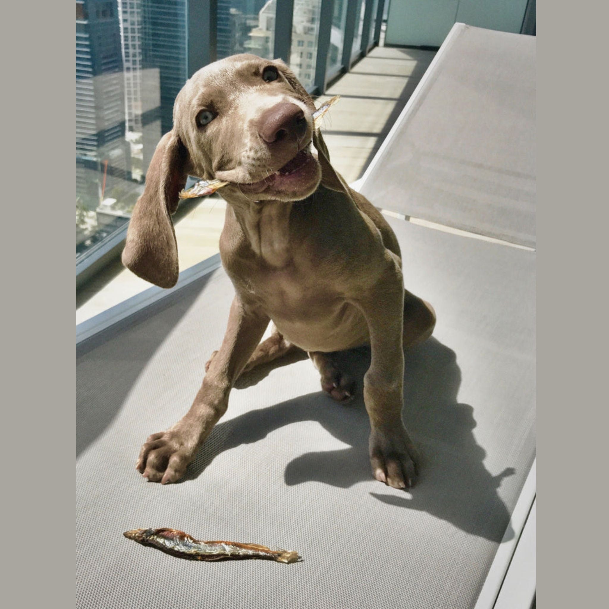Icelandic+ Dog Treats Capelin Whole Fish