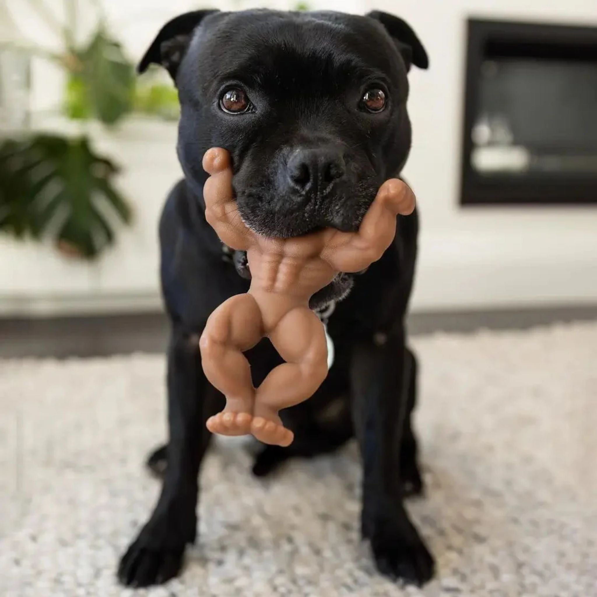 Happy Staffy Co Staffy Schwarzenegger Dog Toy