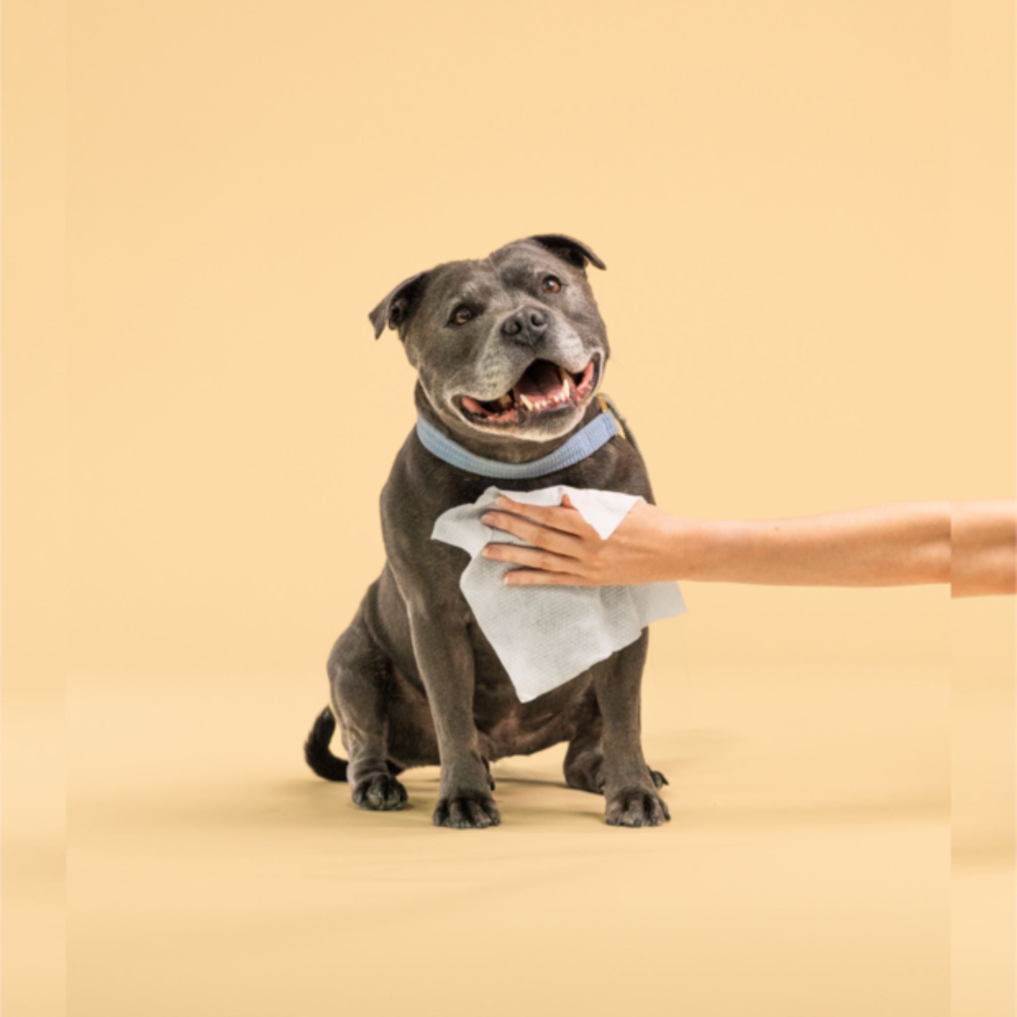 Squeaky Pet Sensitive Probiotic Pet Wipes - Fragrance Free