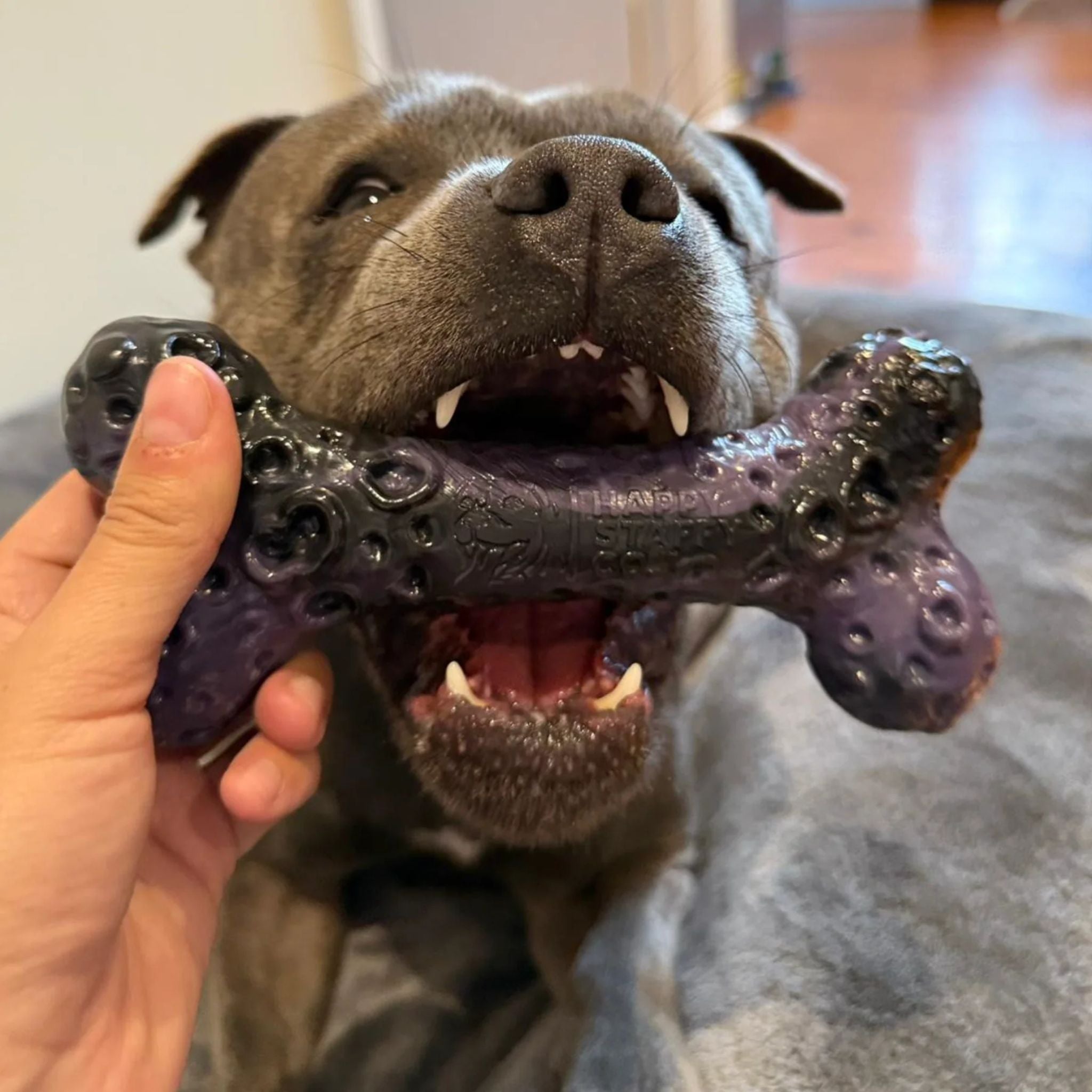 Happy Staffy Co Crater Bone Dog Toy