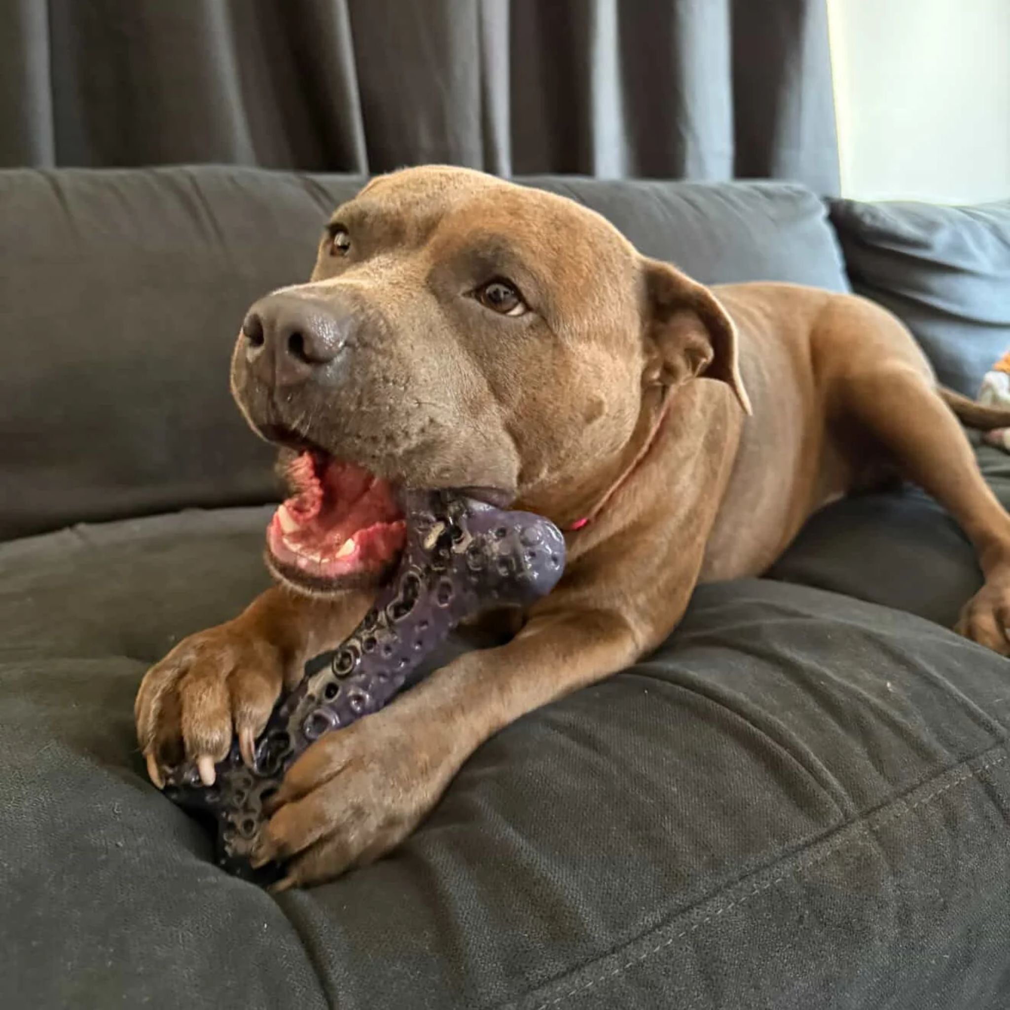 Happy Staffy Co Crater Bone Dog Toy