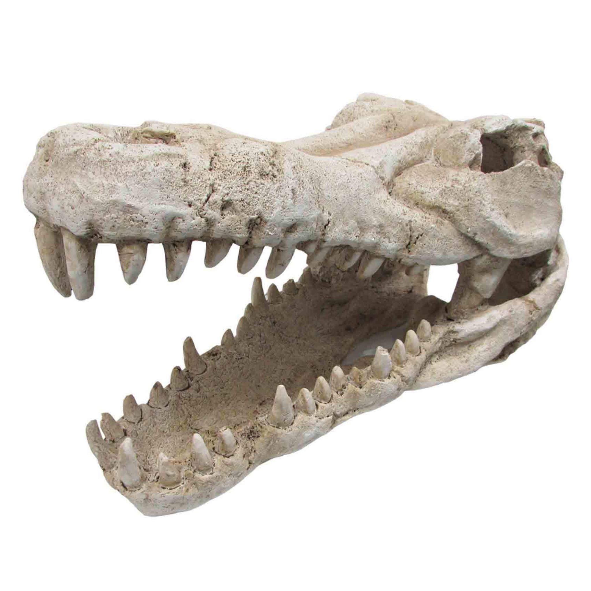 URS Croc Skull