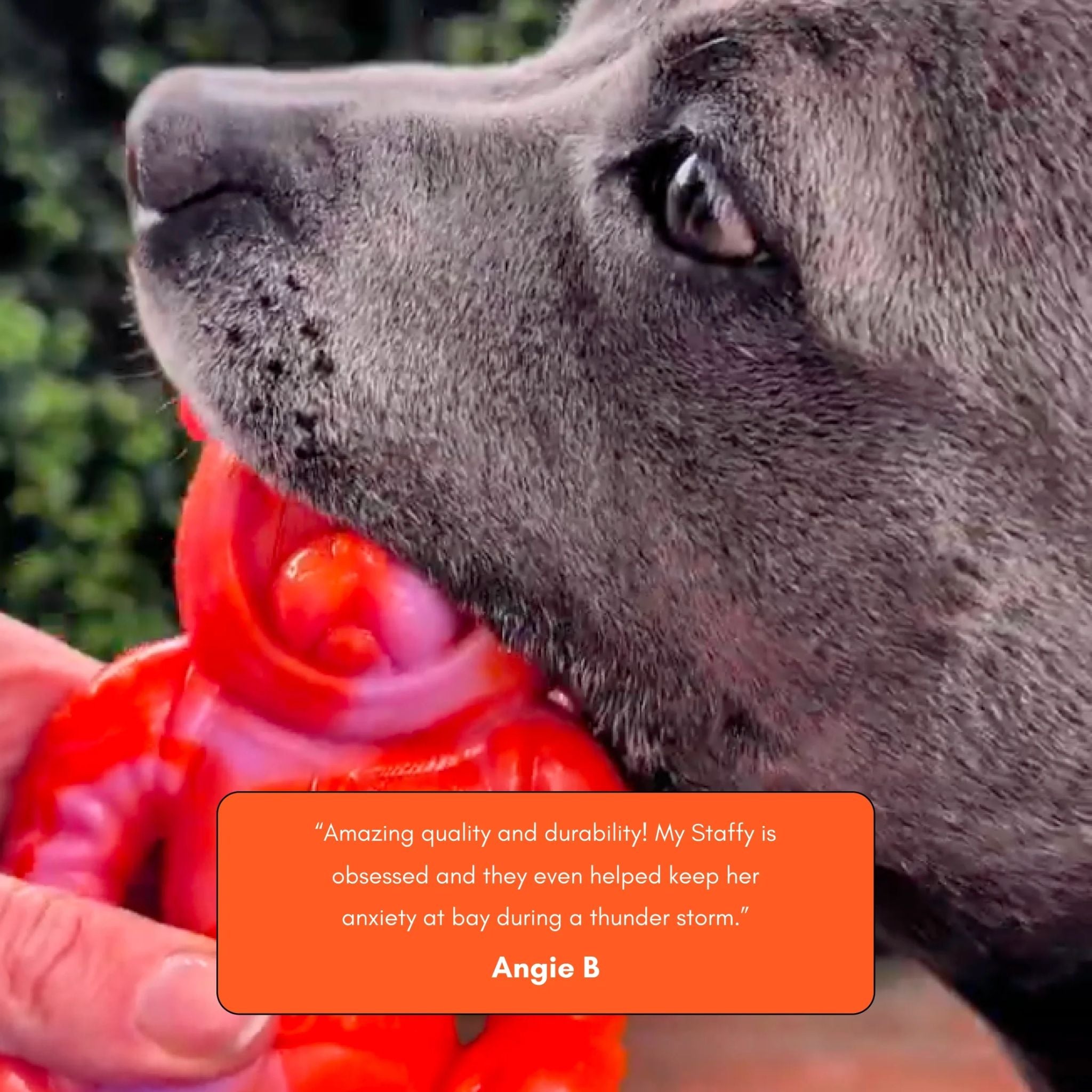 Happy Staffy Co Astro Pup Dog Toy