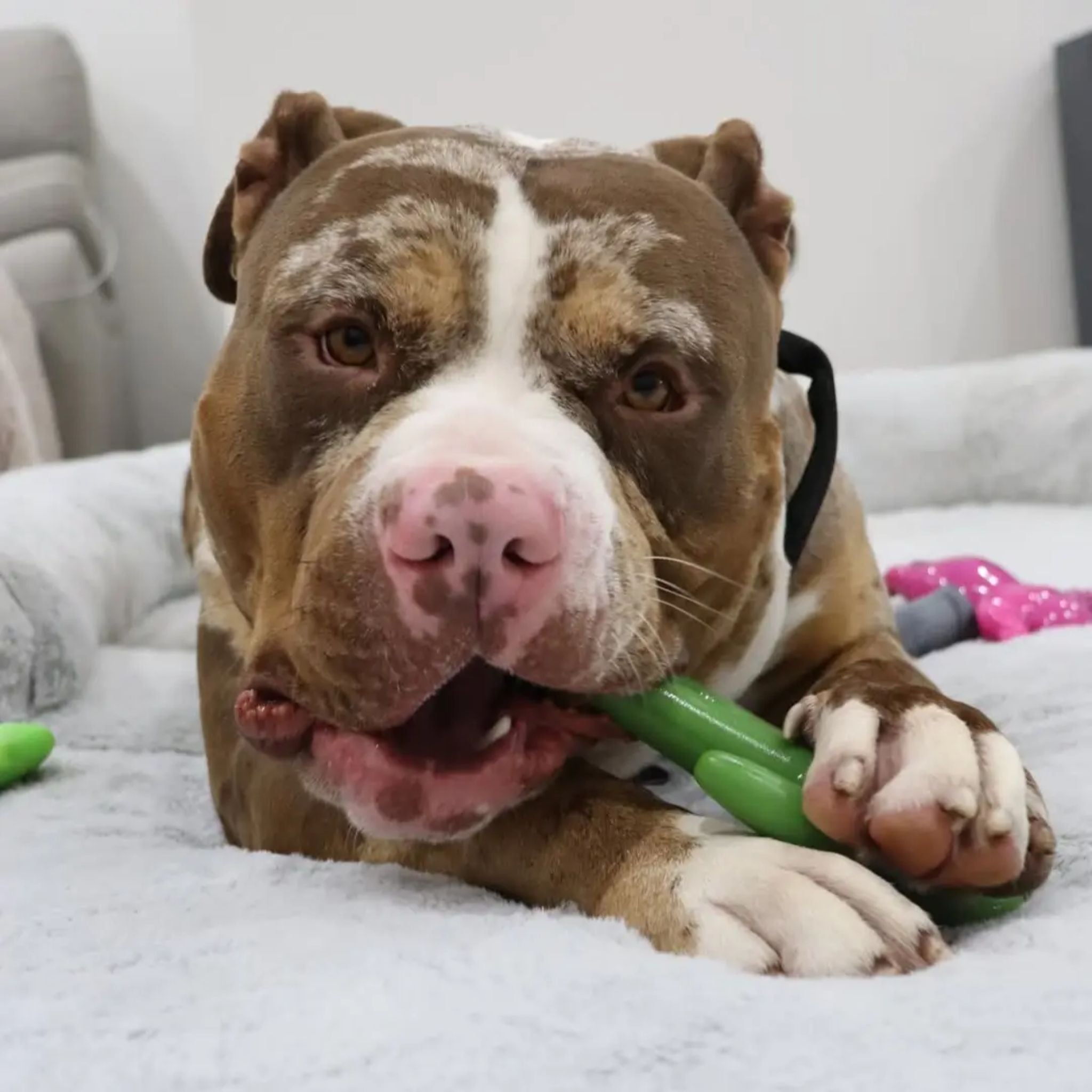 Happy Staffy Co Cactus Cowboy Dog Toy