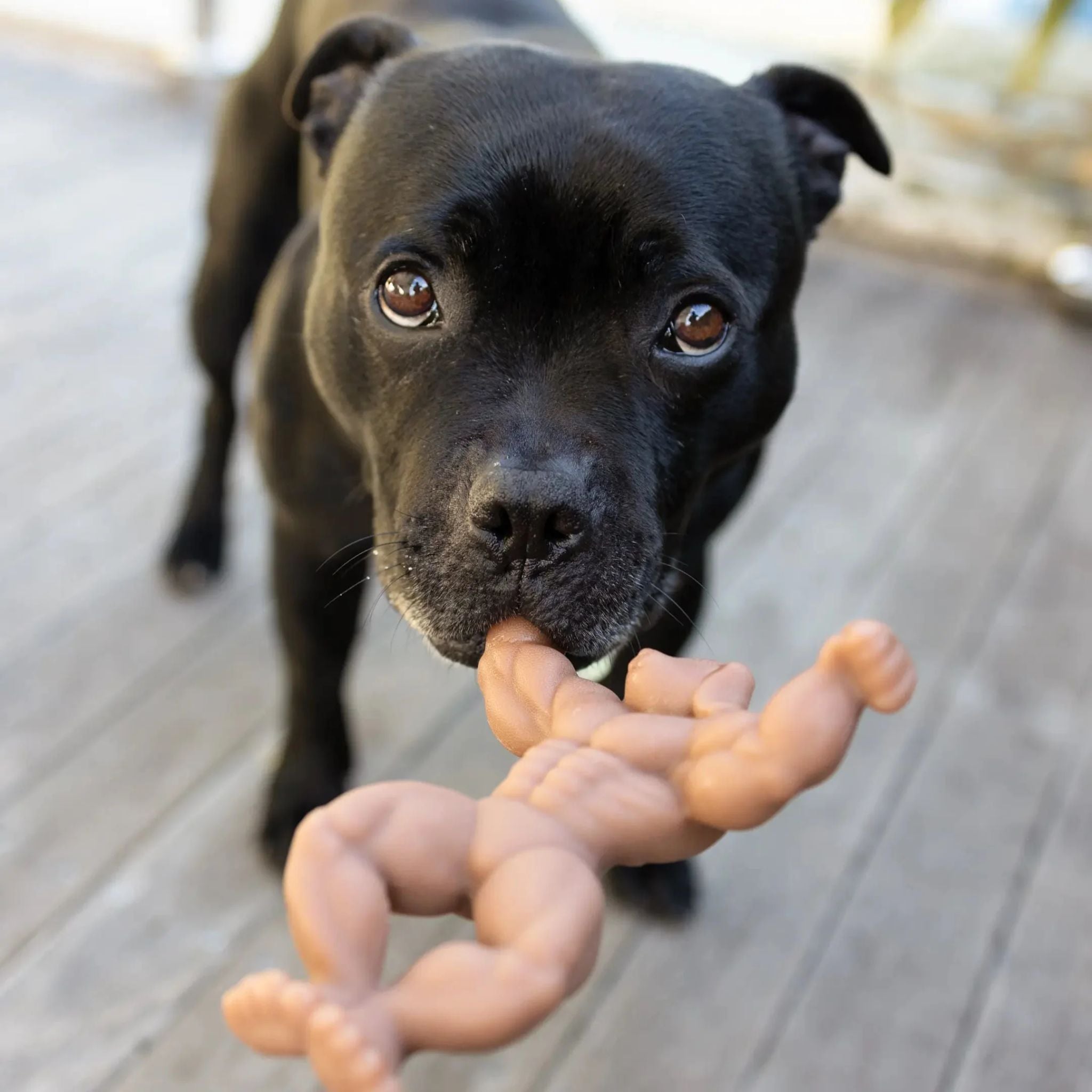 Happy Staffy Co Staffy Schwarzenegger Dog Toy