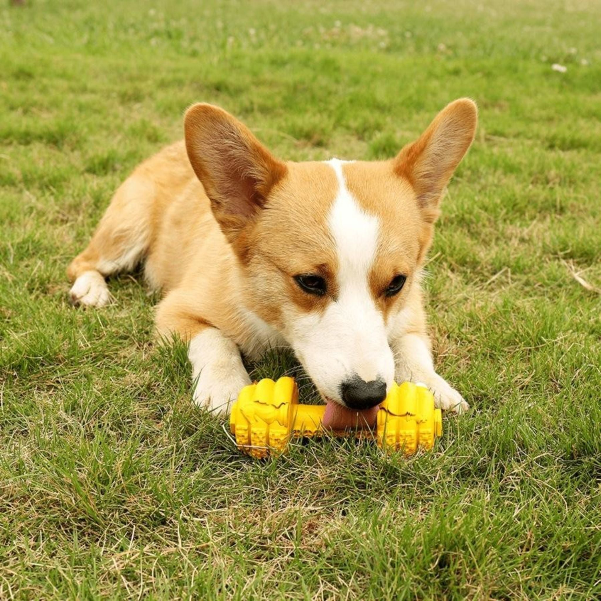 Petopia Ultra Tough Dog Toy Dumb Dumbbell