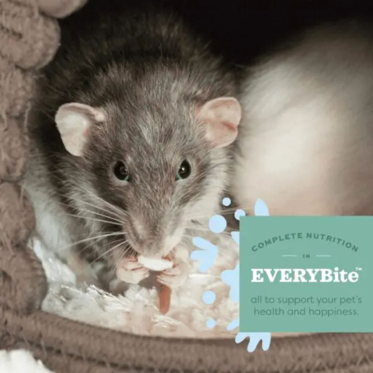 Oxbow Garden Select Adult Rat Food, rat with the EveryBite complete nutrition badge