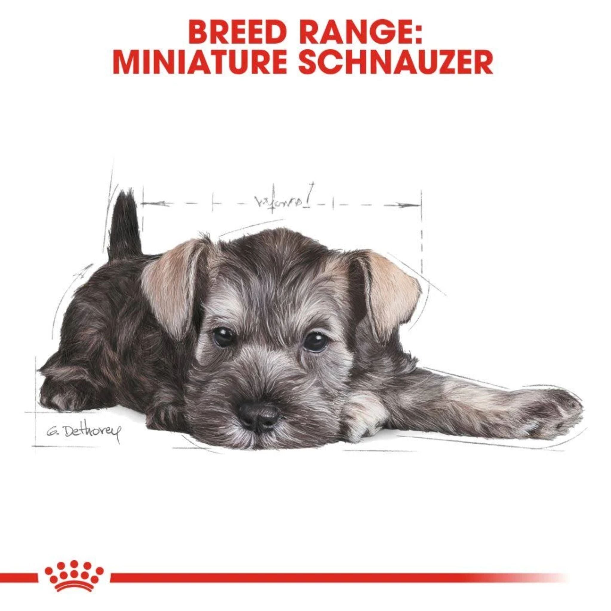 Royal Canin Miniature Schnauzer Puppy