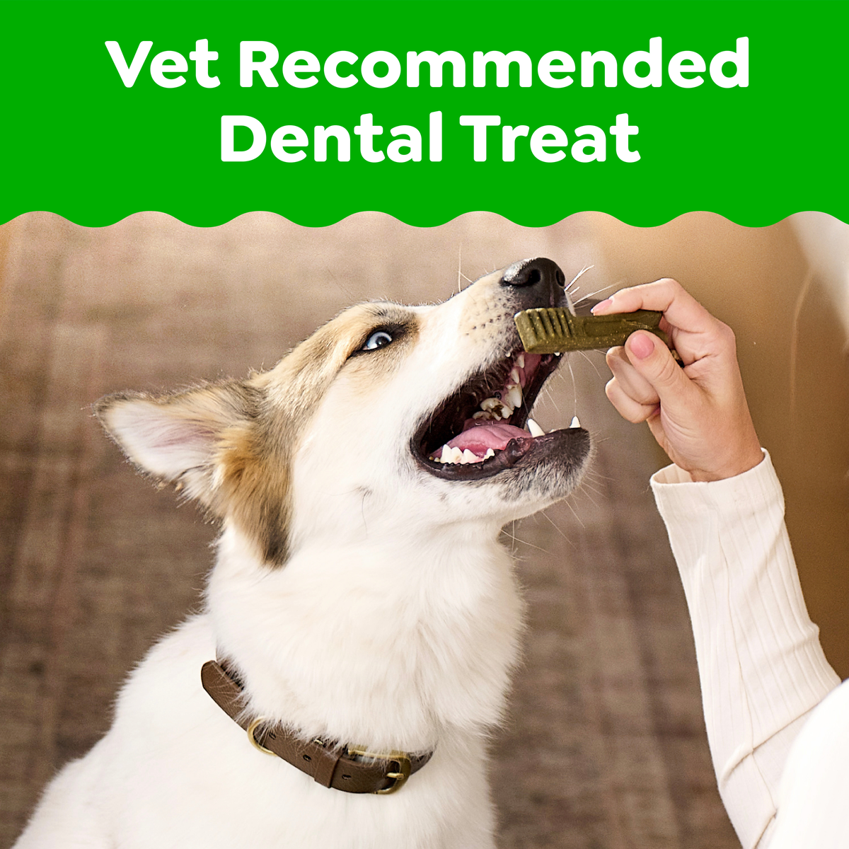 A Jack Russell taking a GREENIES dental chew, headed vet recommended dental treat