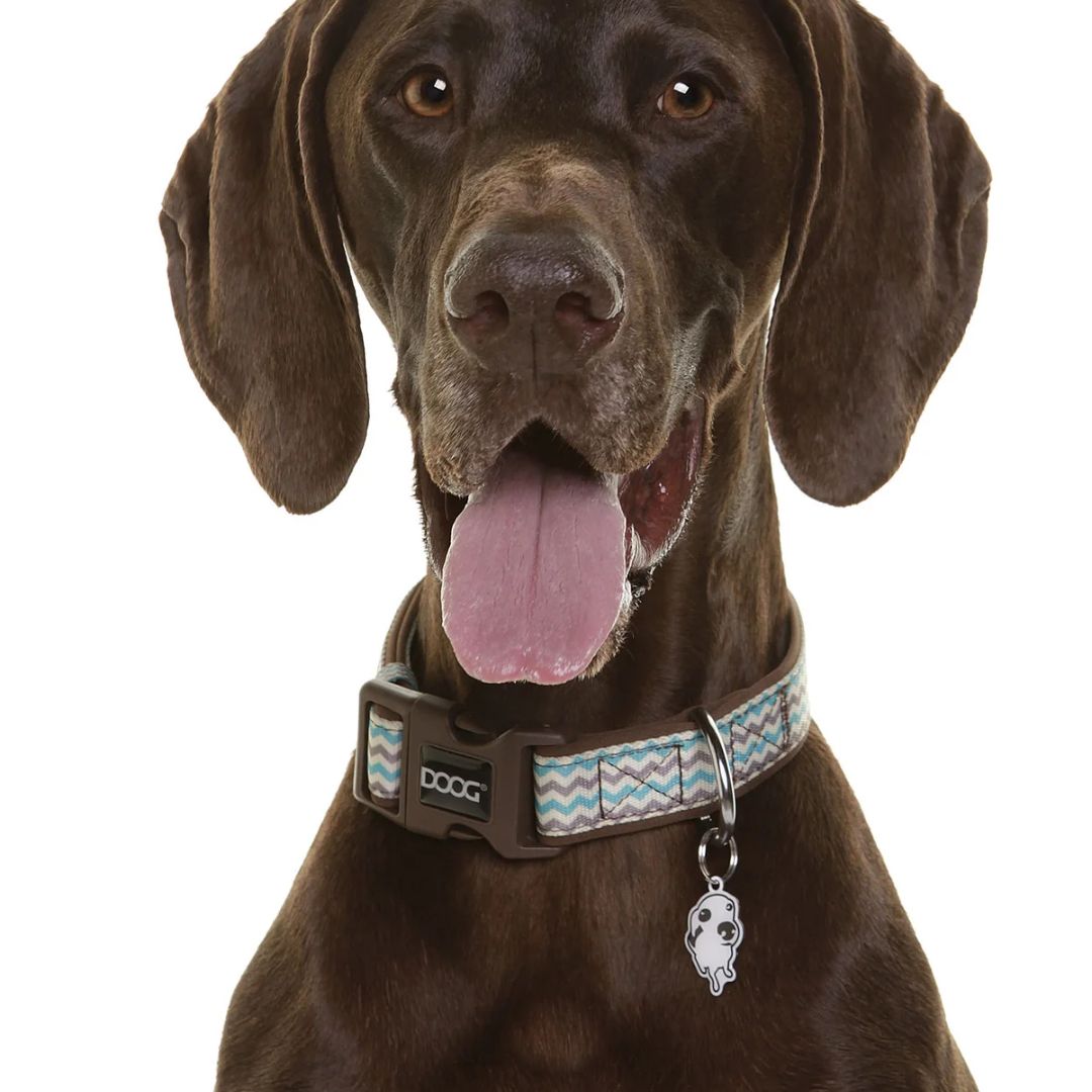 Doog Neoprene Dog Collar - Benji | PeekAPaw Pet Supplies