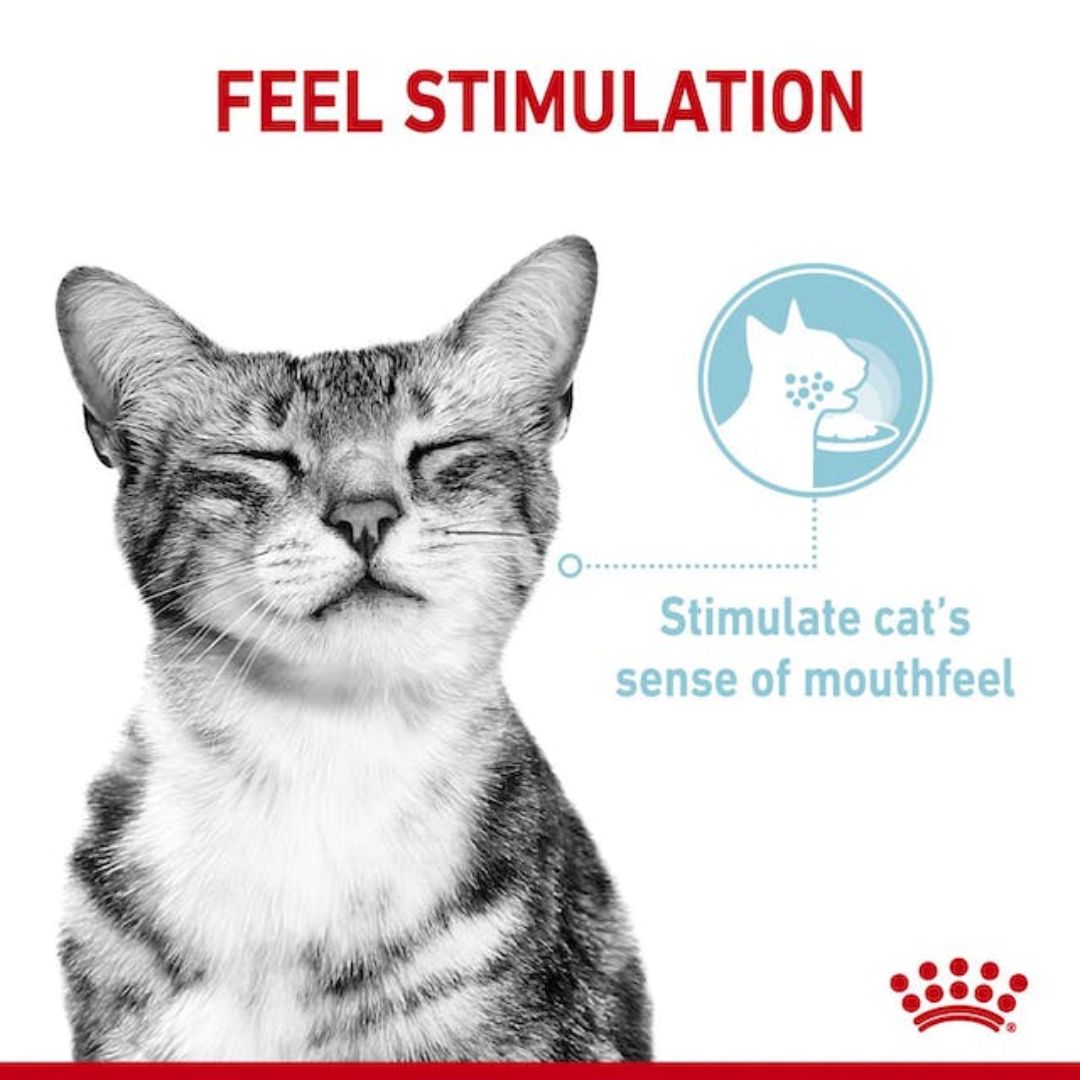 Royal Canin Wet Cat Food Sensory Feel Jelly | PeekAPaw Pet Supplies