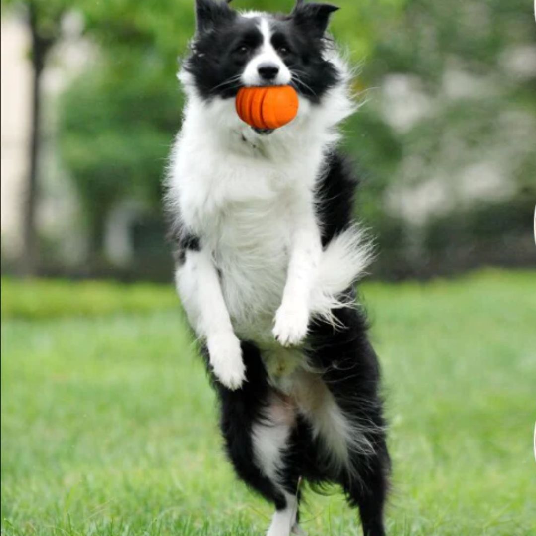 Petopia Ultra Tough Dog Toy Zesty Orange - S | PeekAPaw Pet Supplies