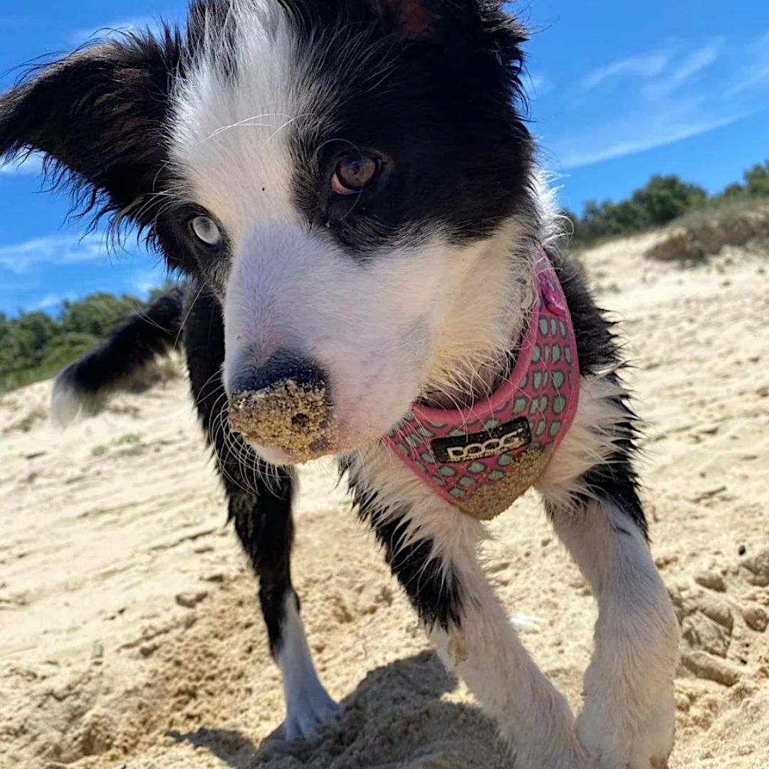 Doog Neoflex Soft Dog Harness - Luna | PeekAPaw Pet Supplies