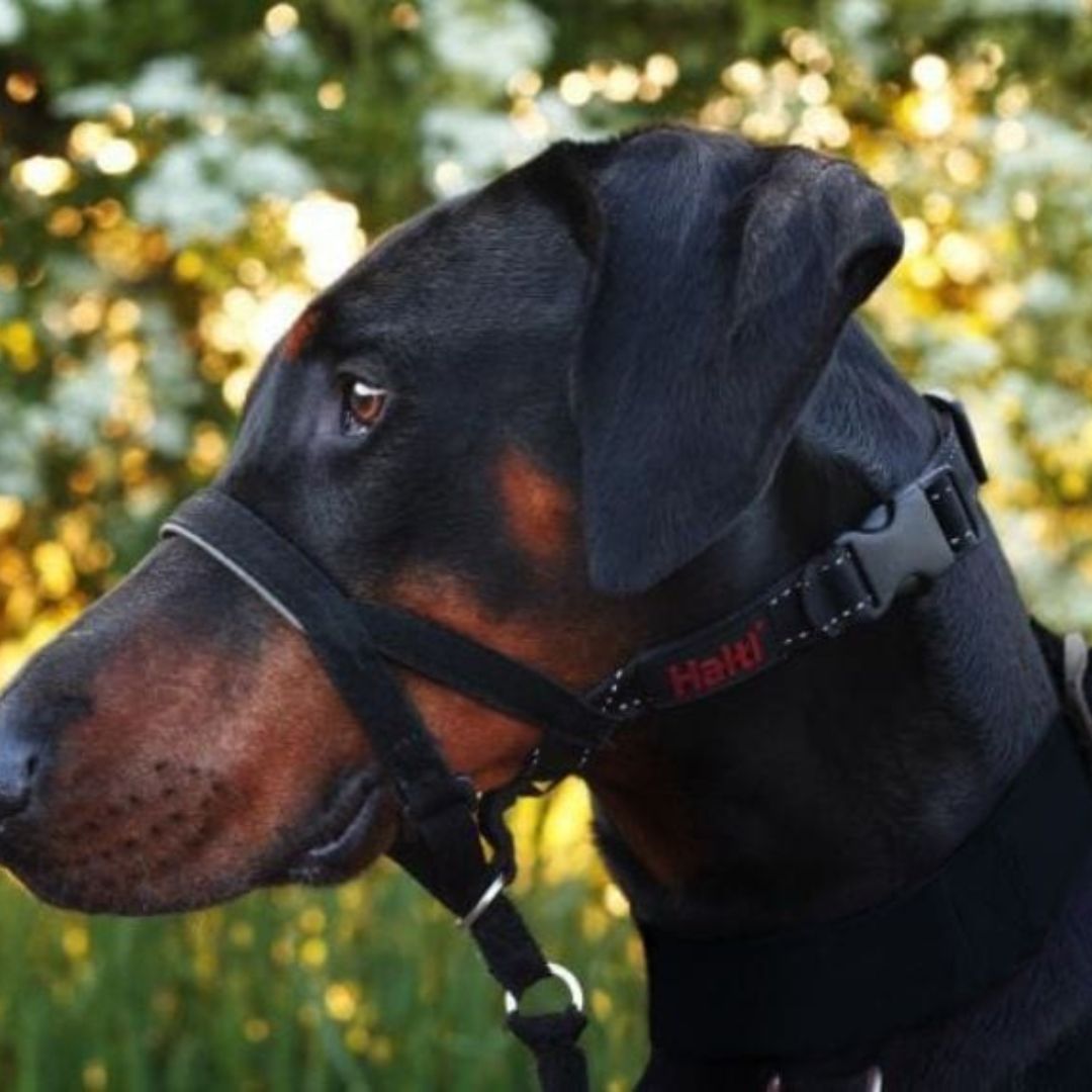 Halti Headcollar | PeekAPaw Pet Supplies
