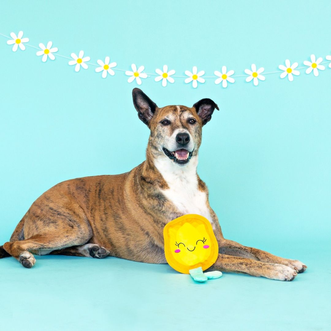Fringe Studio Plush Squeaker Dog Toy - In Full Bloom | PeekAPaw Pet Supplies