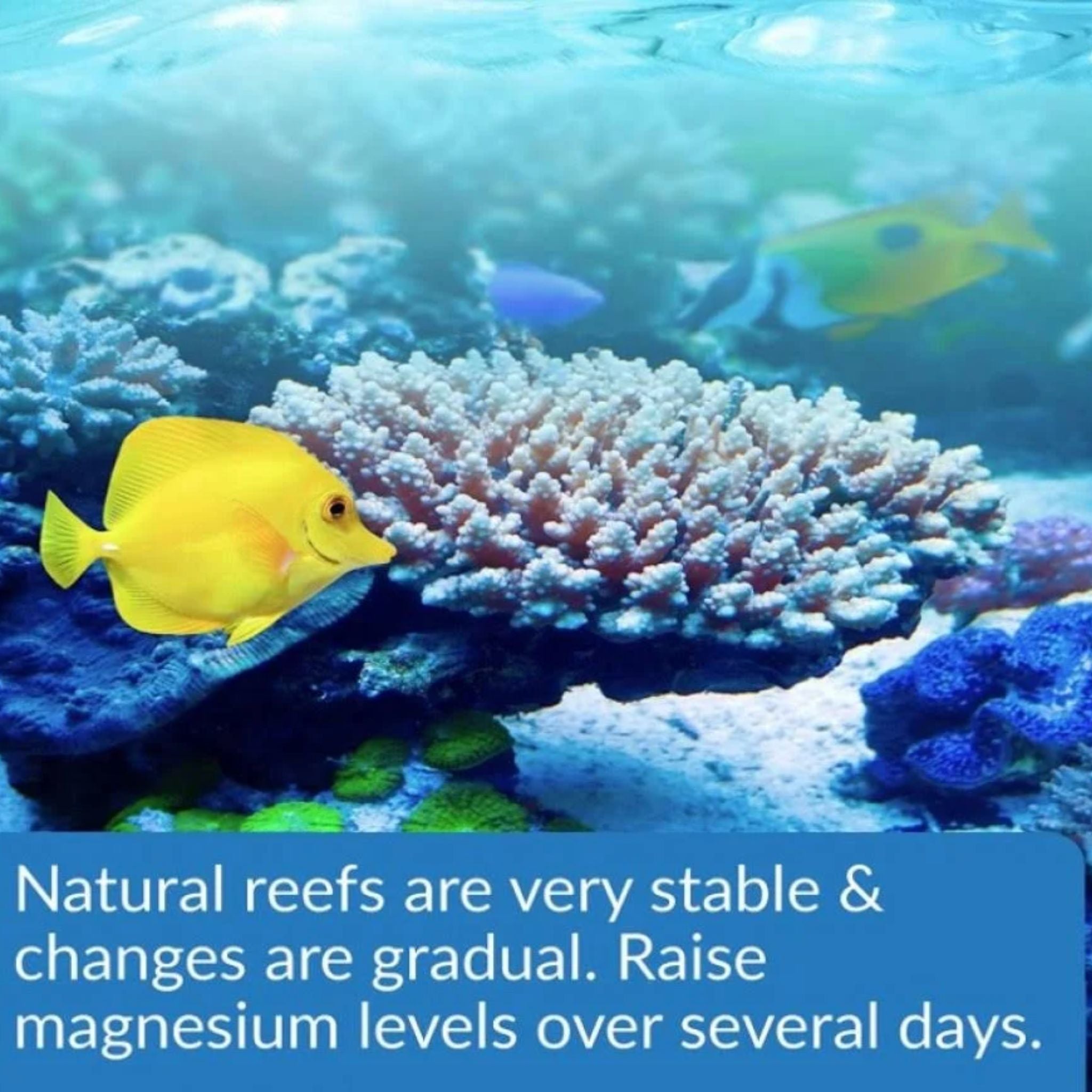 API Marine Optimal Protein Flakes