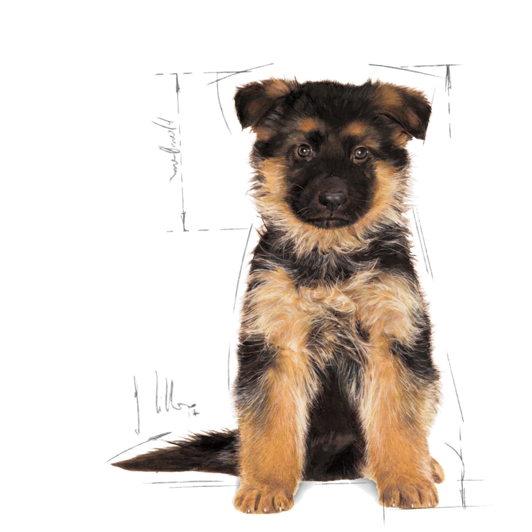 Royal Canin German Shepherd Puppy