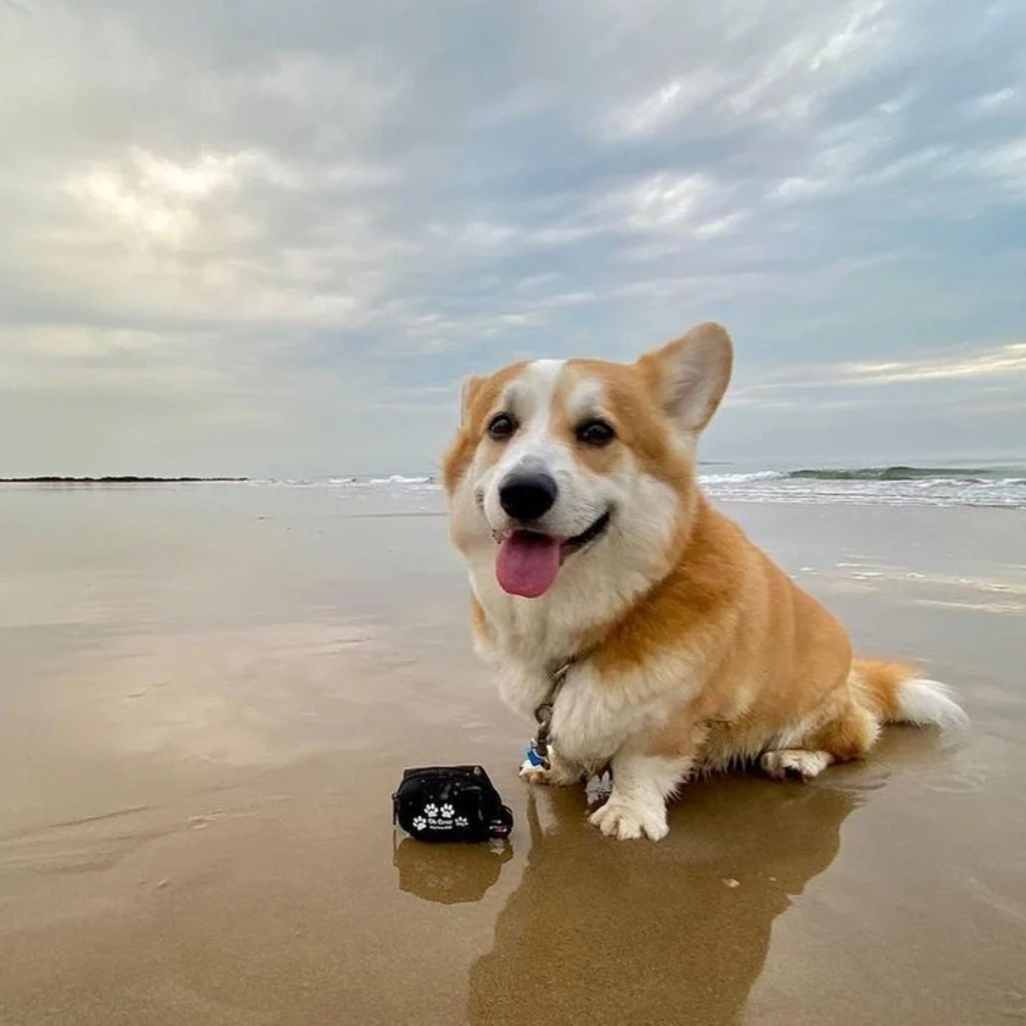 Oh Crap Dog Poop Bag Holder