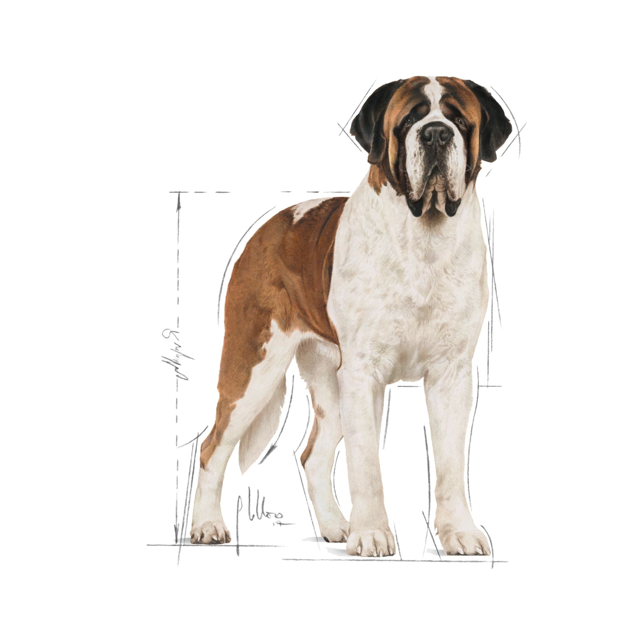 Royal Canin Giant Adult
