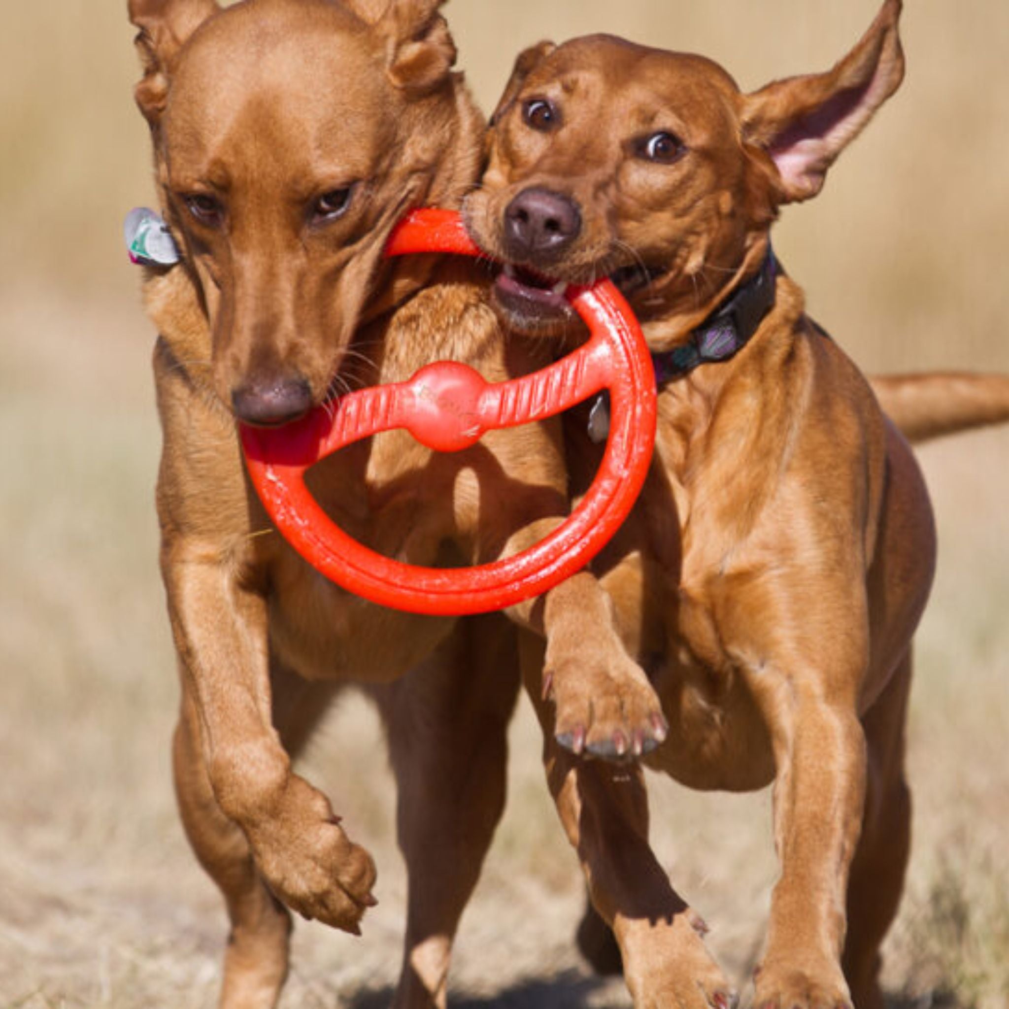 Bionic Toss-N-Tug Dog Toys