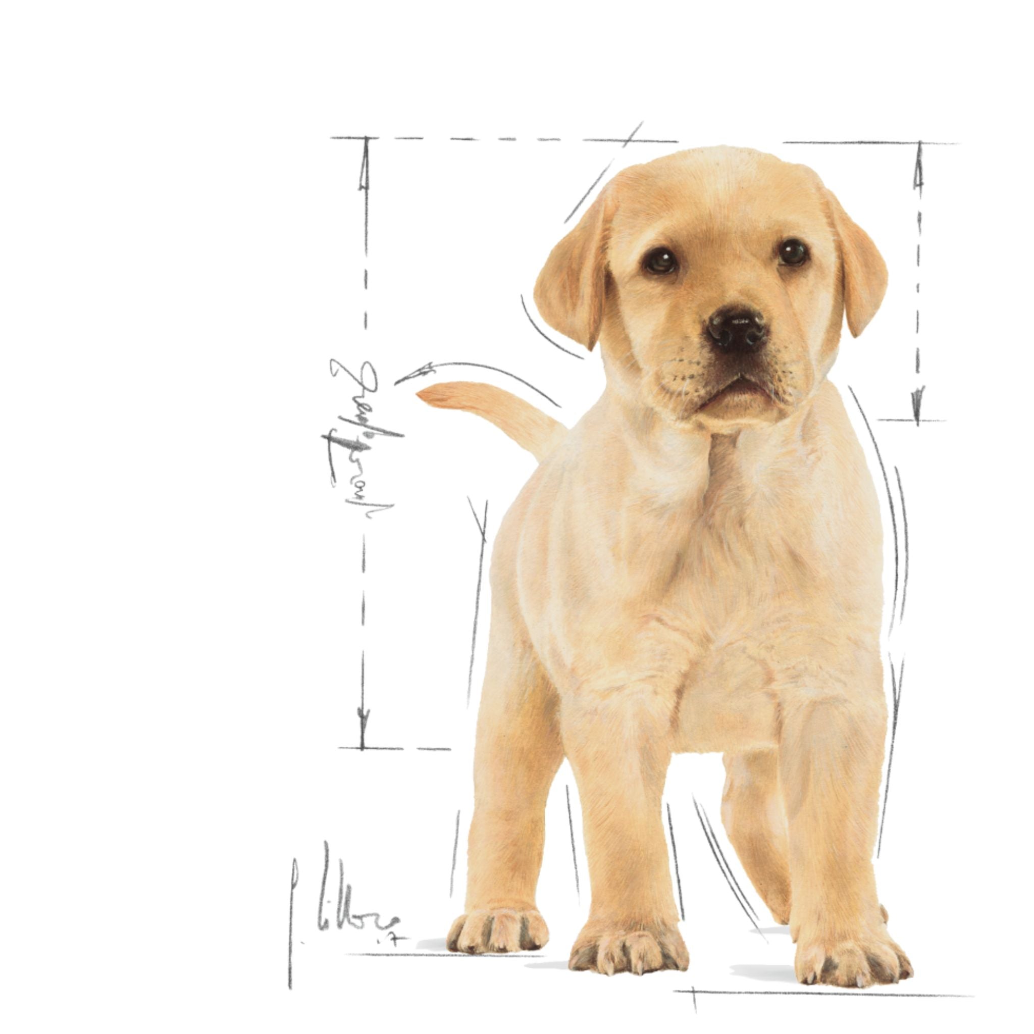 Royal Canin Labrador Retriever Puppy