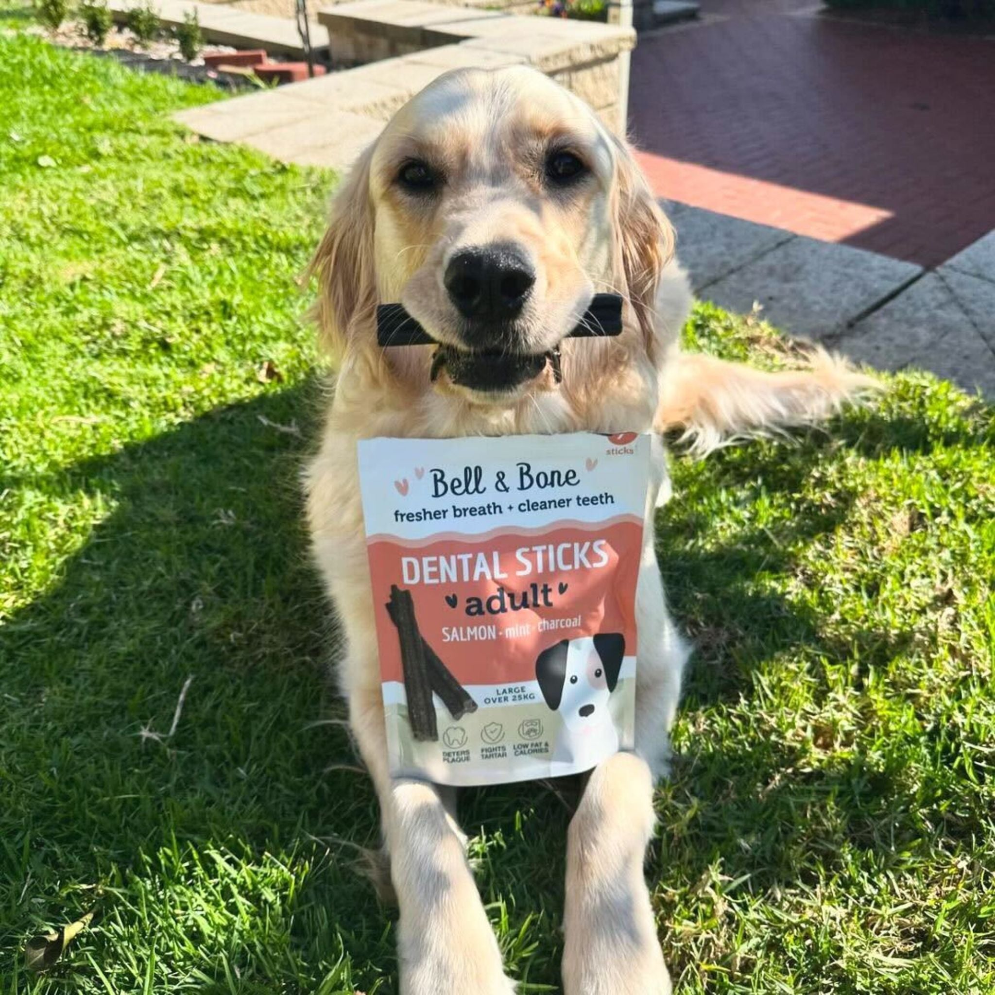 Bell and Bone Dental Sticks for Adult Dogs - Salmon, Mint & Charcoal