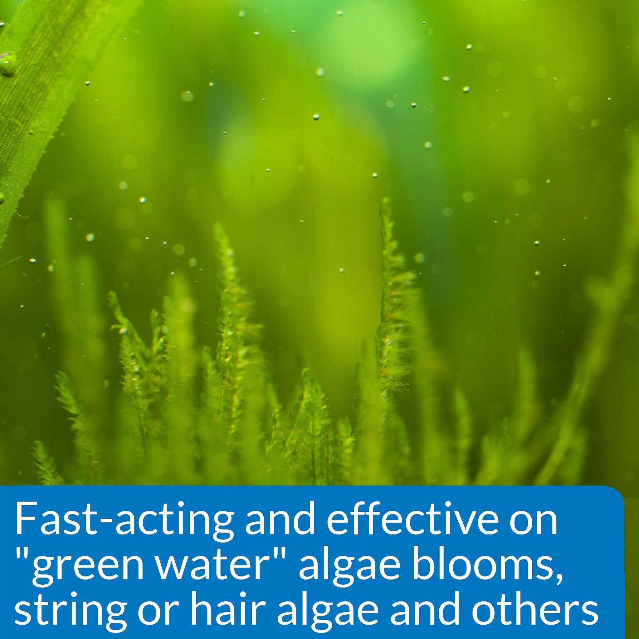 API Pond Algaefix Algae Control Solution