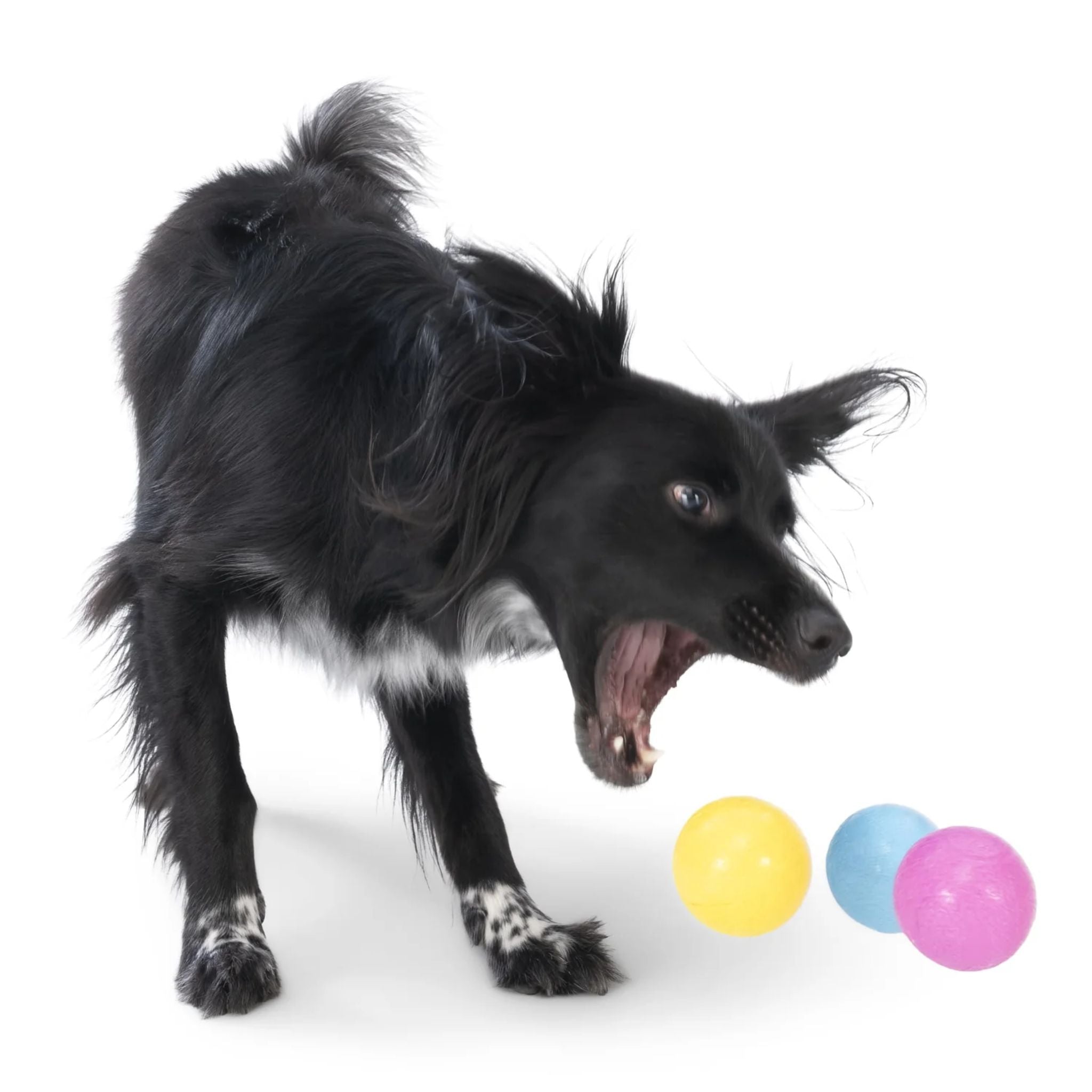 West Paw Boundr Fetch Dog Toys