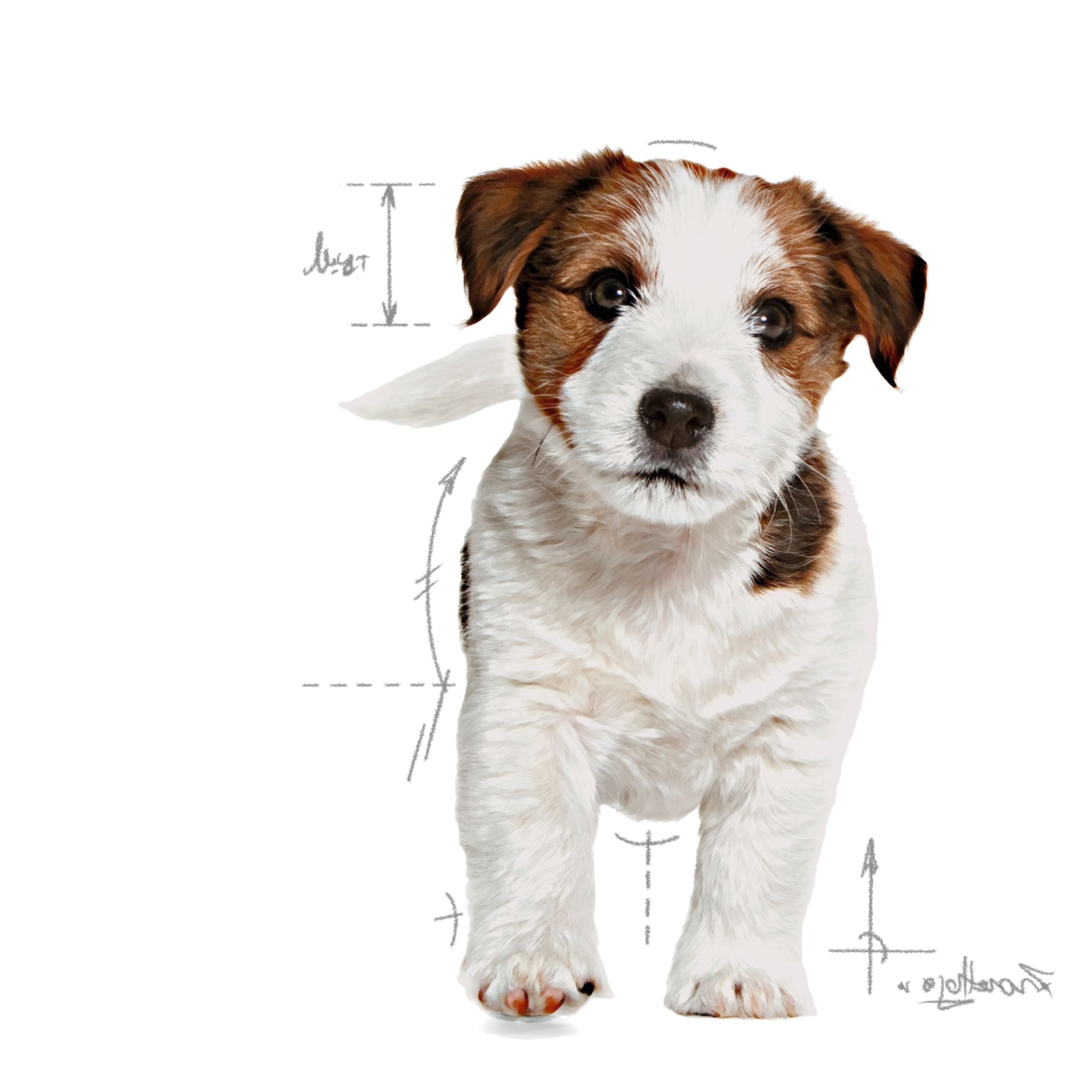 Royal Canin Mini Puppy