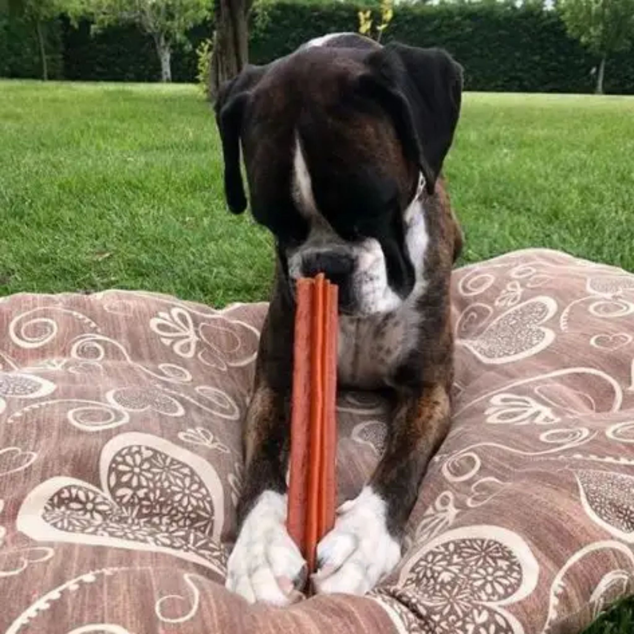 Whimzees Dental Dog Treats Stix| PeekAPaw Pet Supplies