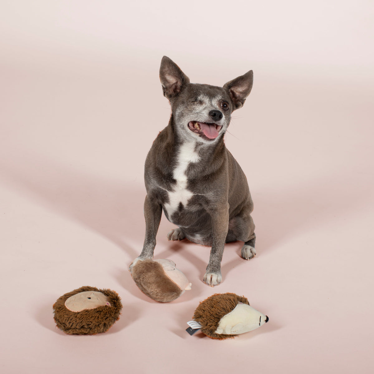 Fringe Studio Plush Dog Toy Set - Hedgehogs — detail