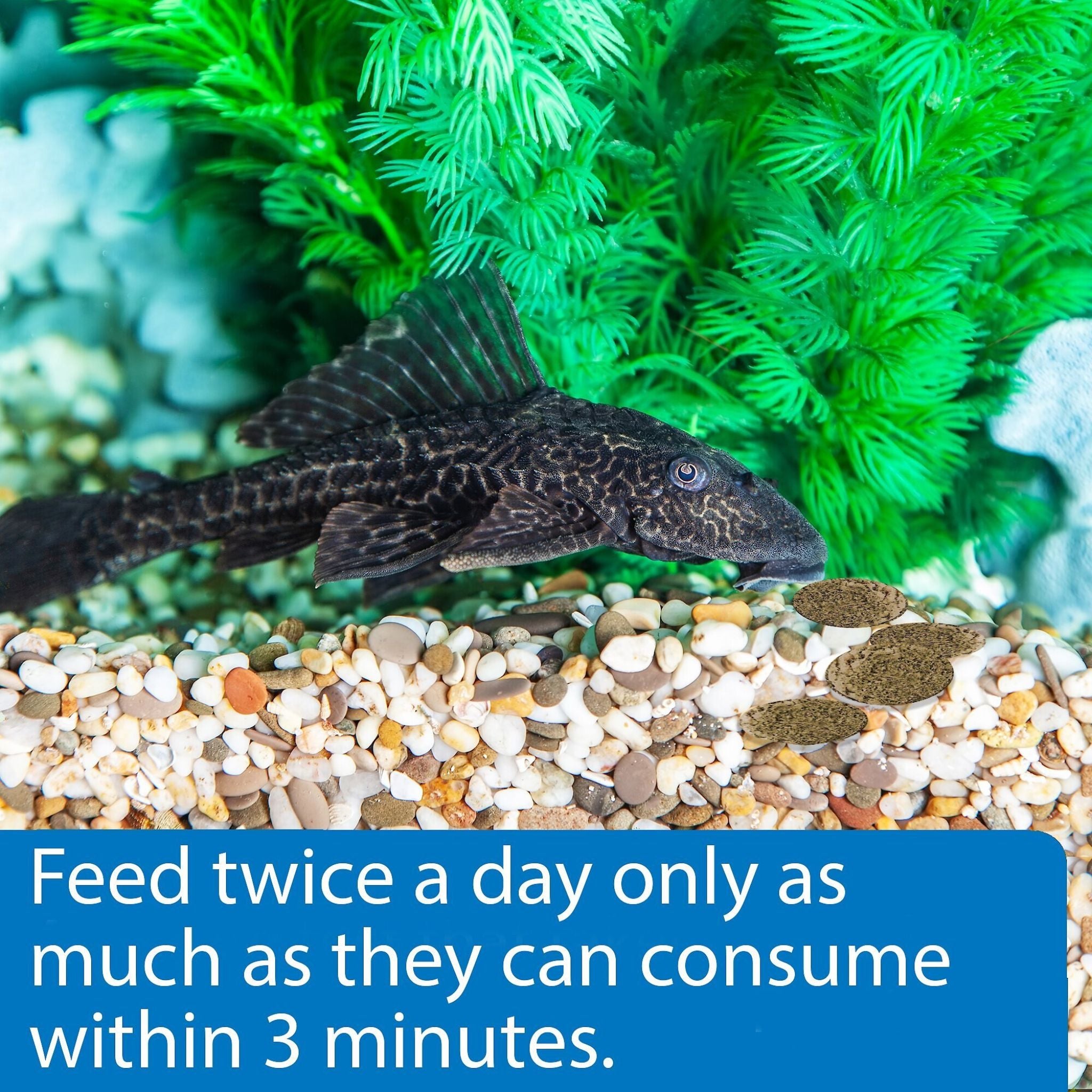 API Algae Eater Wafers