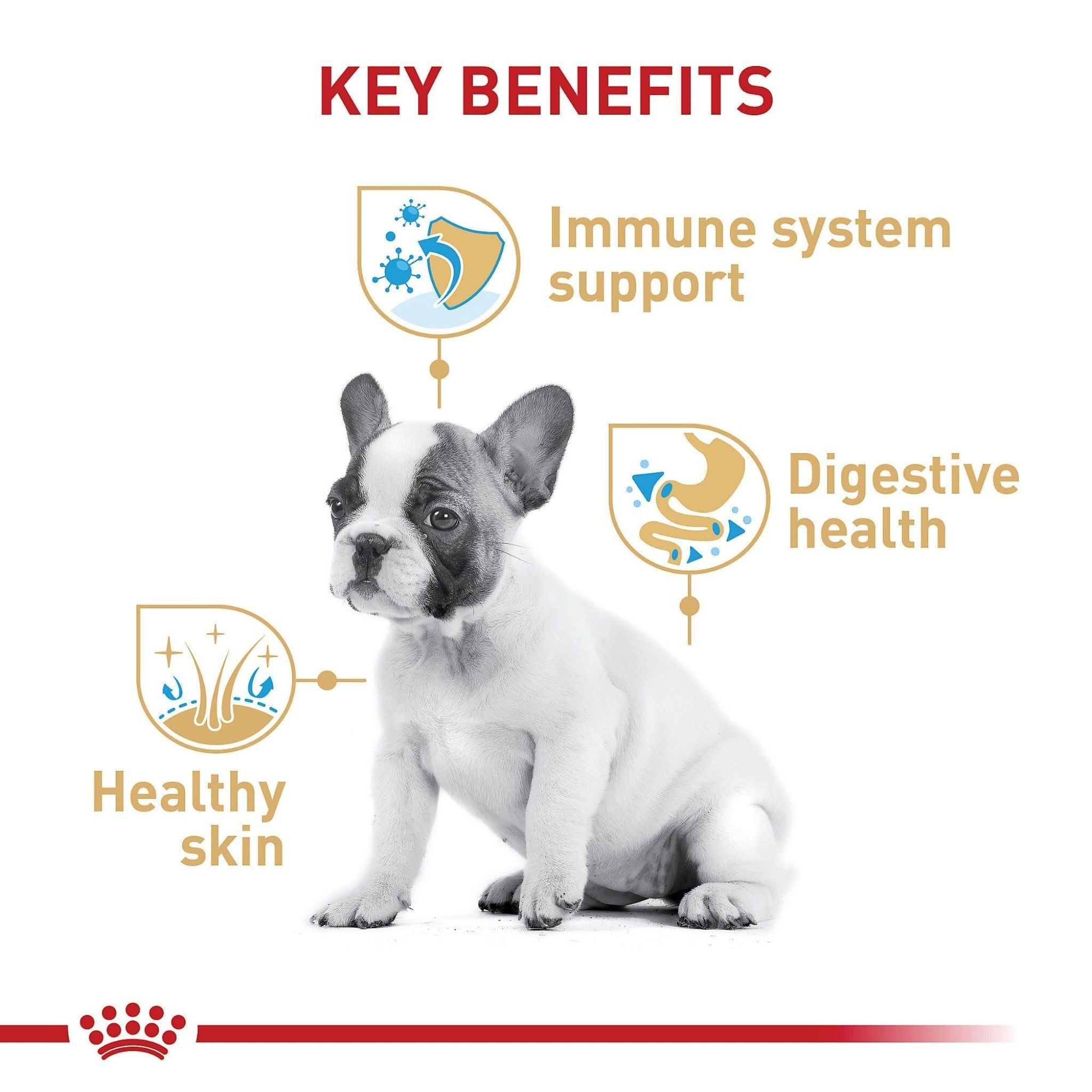 Royal Canin French Bulldog Puppy
