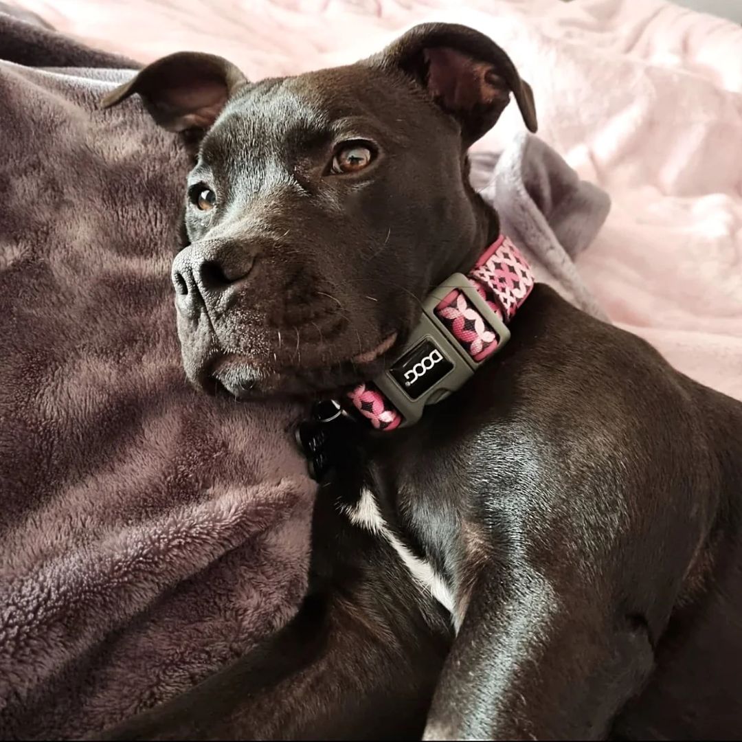 Doog Neoprene Dog Collar - Toto  | PeekAPaw Pet Supplies