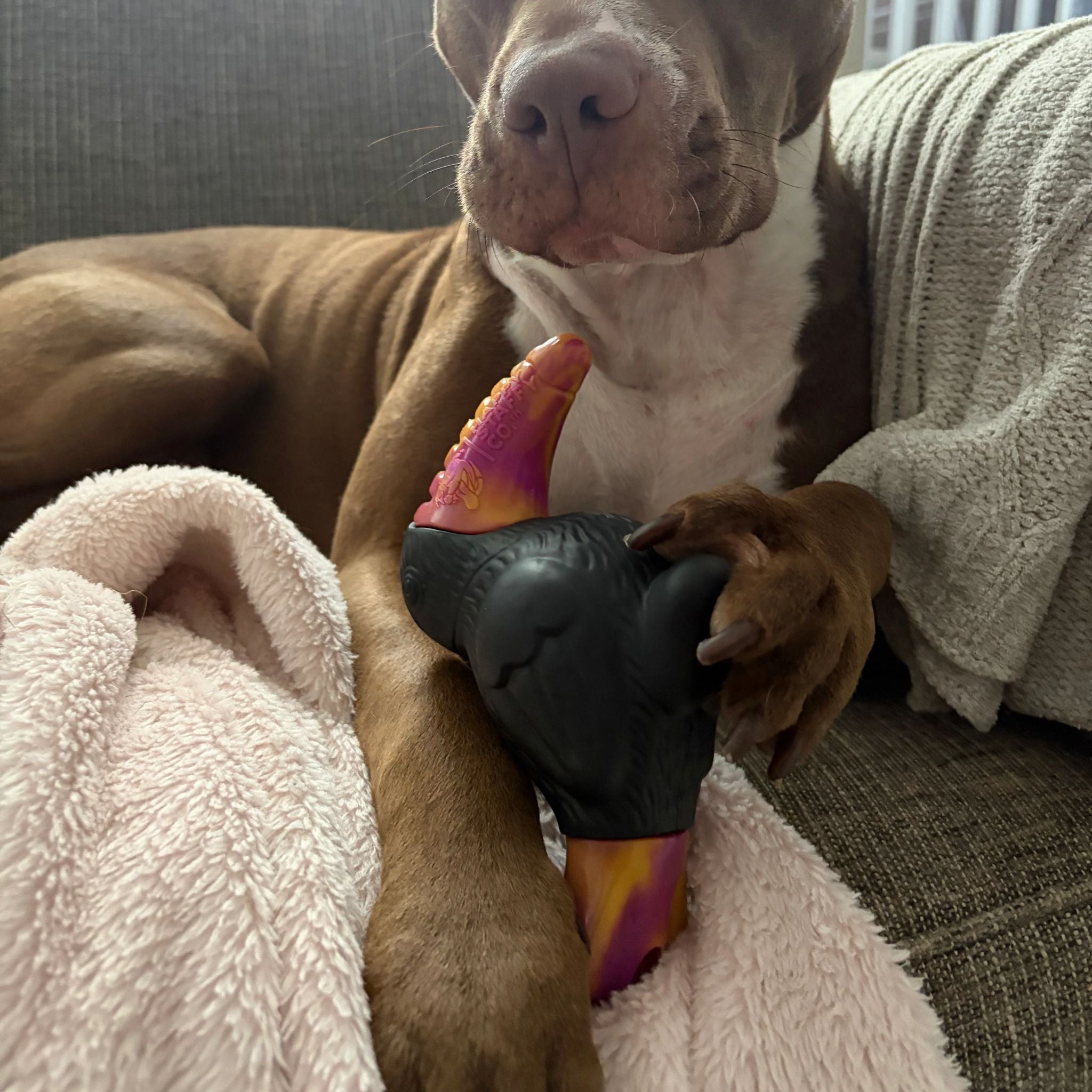Happy Staffy Co Trevor The Toucan Dog Toy
