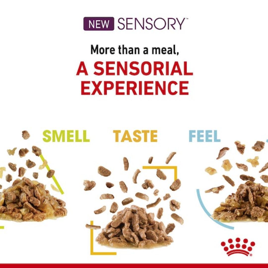Royal Canin Wet Cat Food Sensory Feel Jelly | PeekAPaw Pet Supplies
