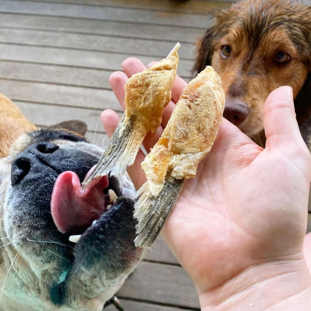The Paw Grocer Freeze Dried Dogs & Cats Treats Salmon Belly | PeekAPaw Pet Supplies