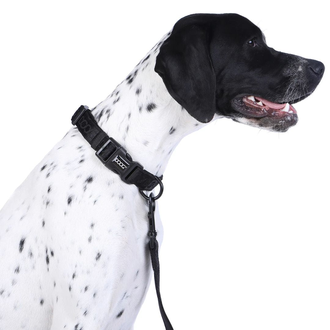 Doog Neosport Neoprene Dog Collar - Navy Blue | PeekAPaw Pet Supplies