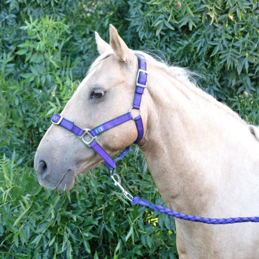 Anipal Autumn Lilac Recycled Comfort Halter & Lead Set | PeekAPaw Pet Supplies