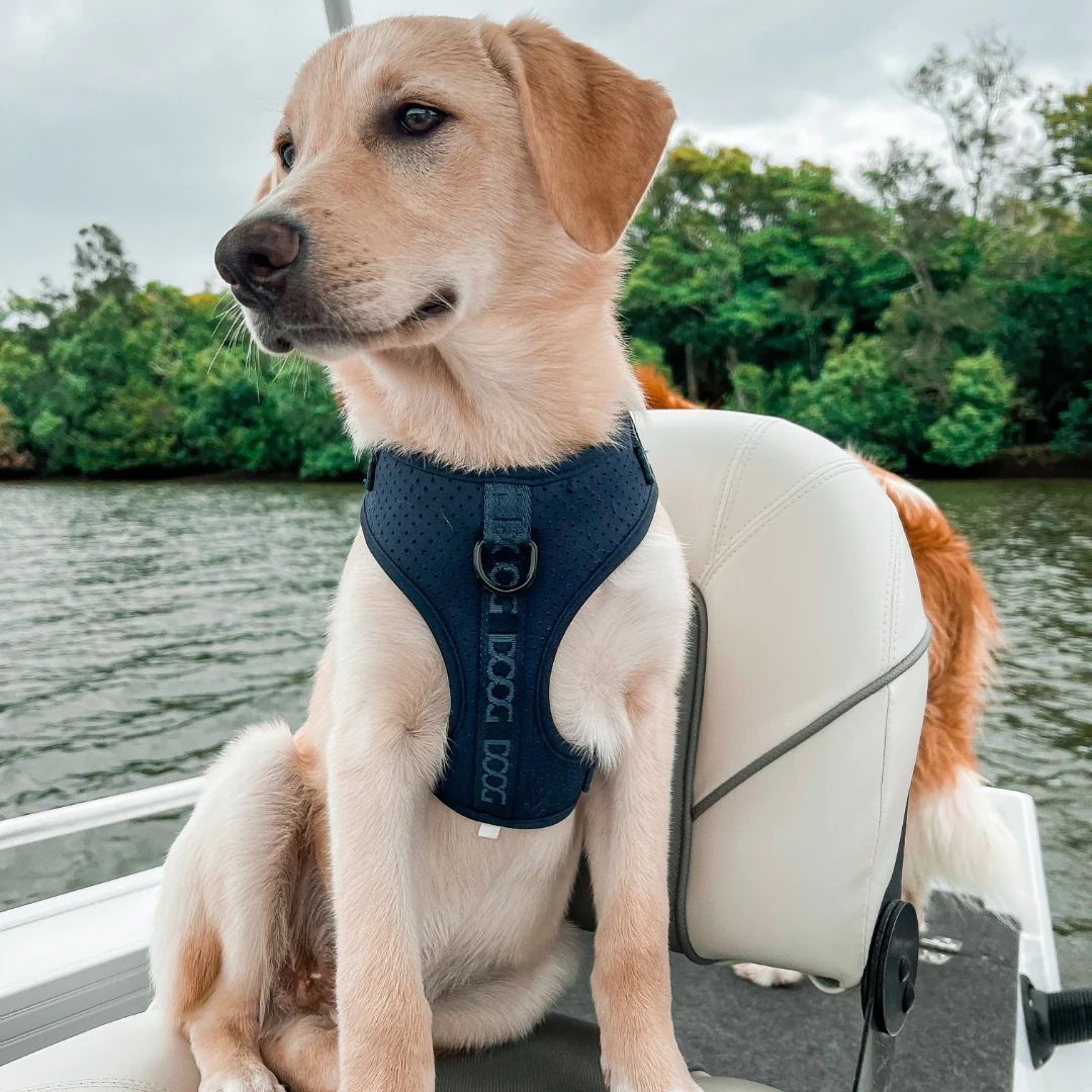 Doog Neosport Dog Soft Harness - Navy Blue | PeekAPaw Pet Supplies