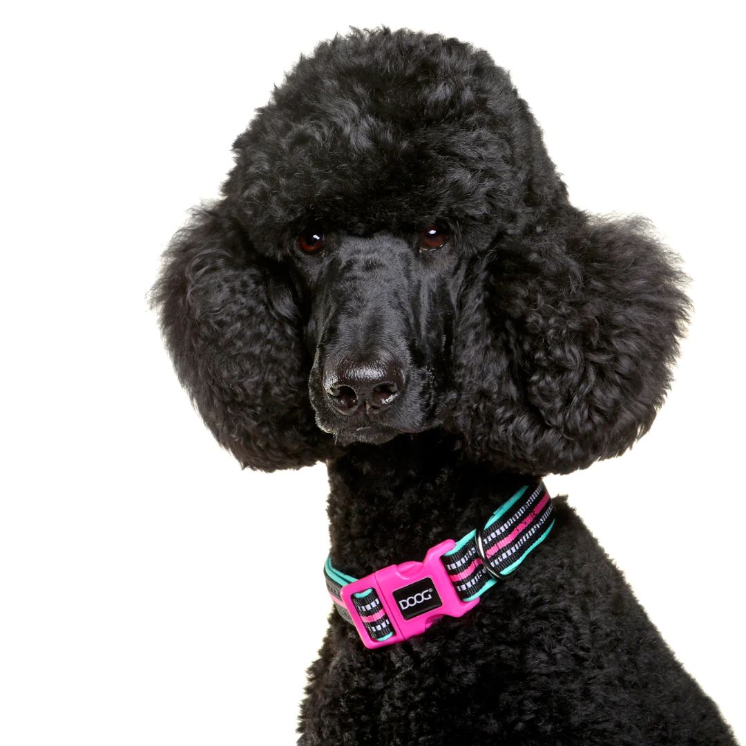 Doog Neoprene Dog Collar - (Neon High Vis) Rin Tin Tin