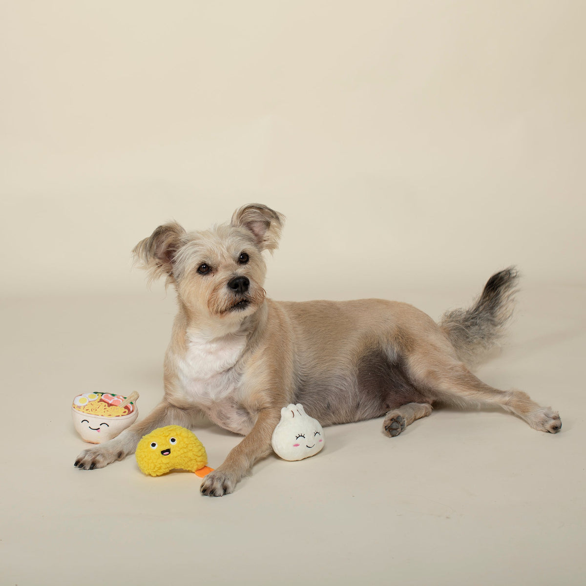 Terrier lying beside the Fringe Studio Soy Into You plush dog toys - bun, tempura prawn and ramen bowl.