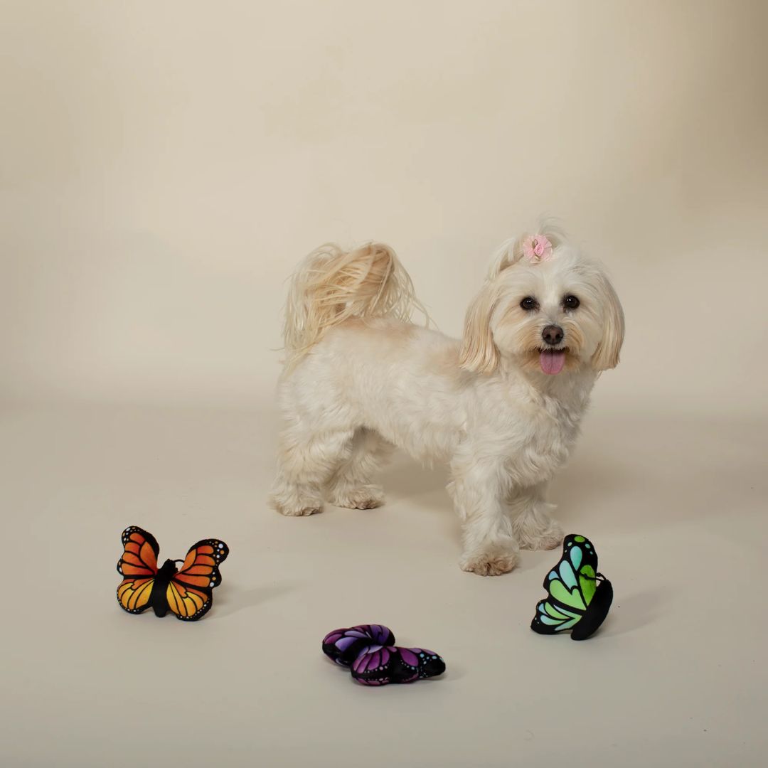 Fringe Studio Plush Dog Toy - Butterflies  | PeekAPaw Pet Supplies